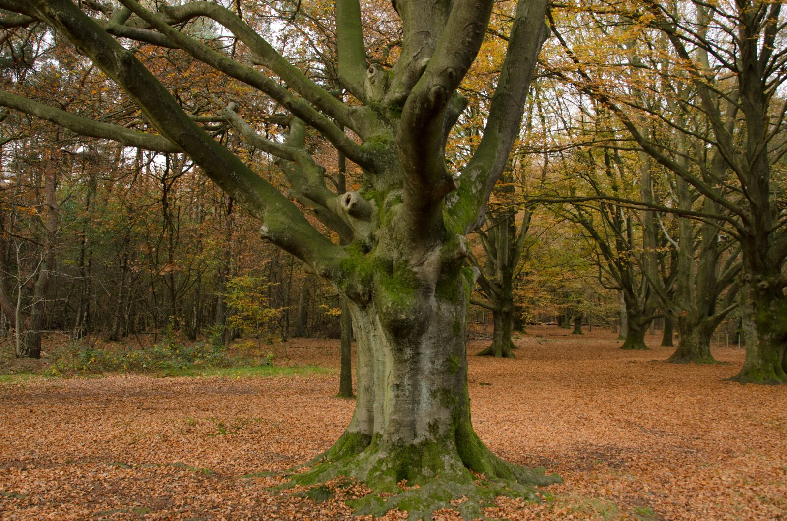 Nikon D7000 sample photo. Autumn, woods, forest photography