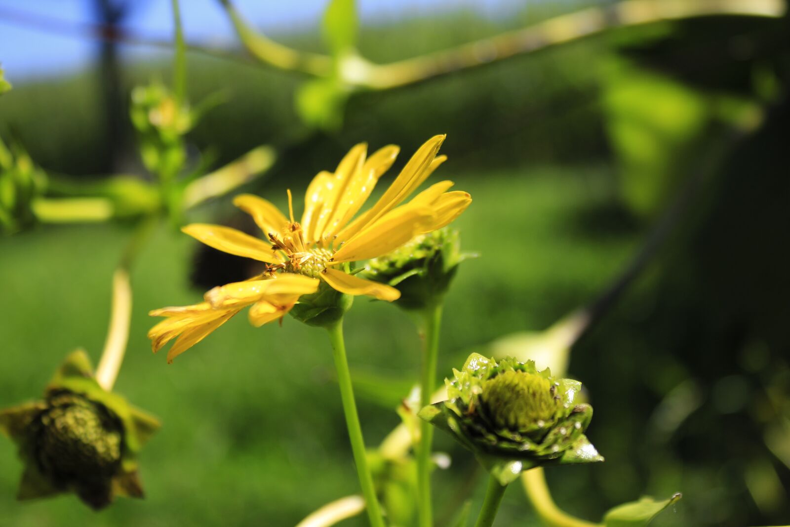 Canon EOS 700D (EOS Rebel T5i / EOS Kiss X7i) + Canon EF-S 18-55mm F3.5-5.6 IS II sample photo. Flower, petals, buds photography