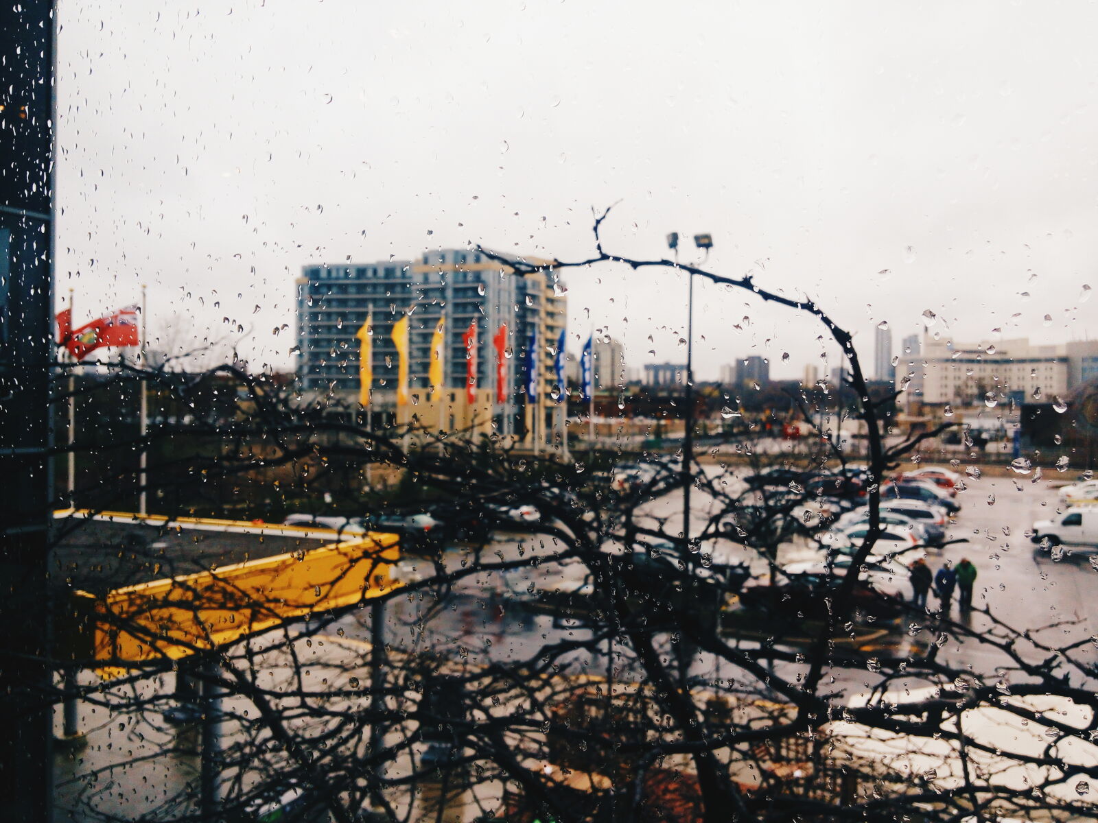 LG G Vista sample photo. After, the, rain, branch photography