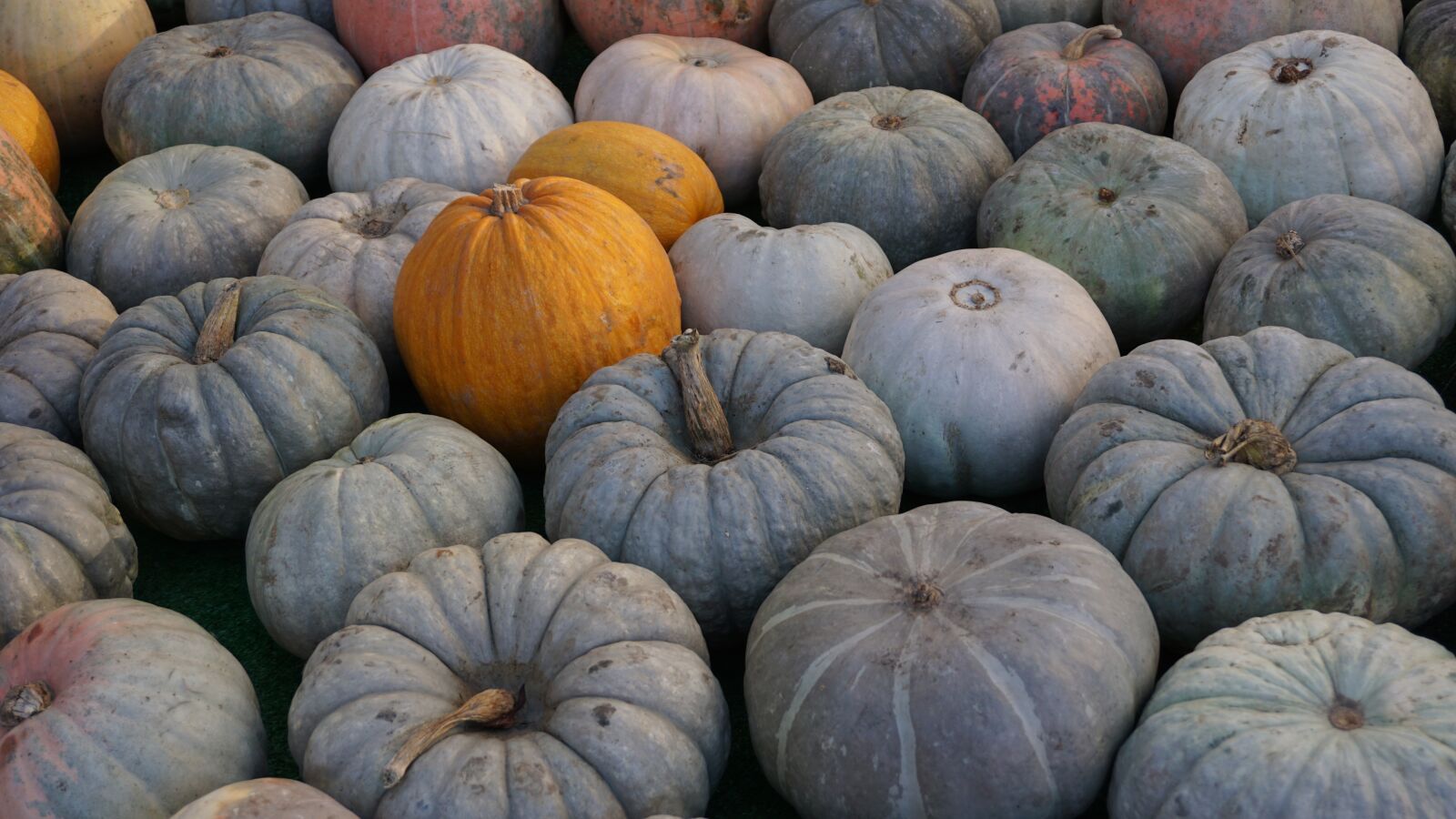Sony a6000 sample photo. Pumpkin, fall, autumn photography