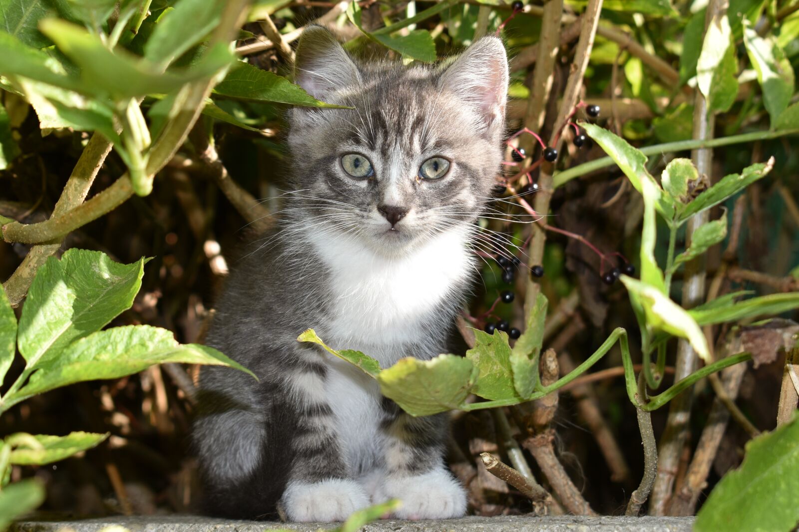 Nikon D5600 sample photo. Kitten, grey, adorable photography
