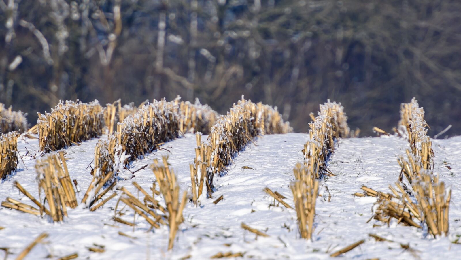 Nikon D750 sample photo. Mark, stubble, winter photography