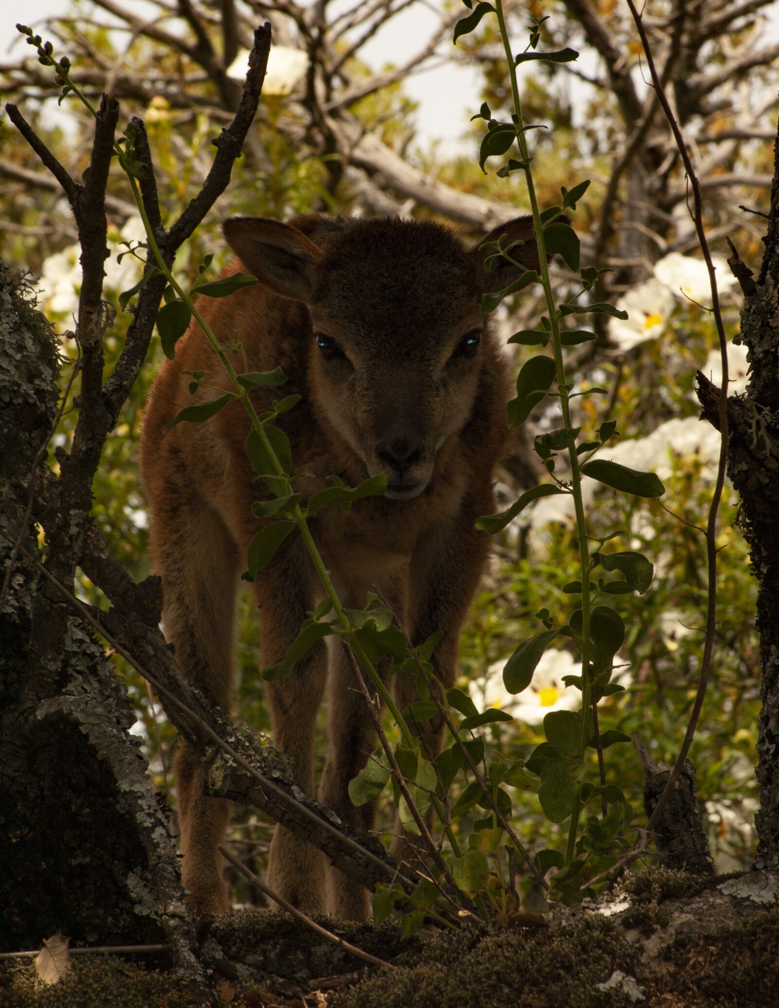 Sony Alpha DSLR-A100 sample photo. Mouflon, nature, animals photography