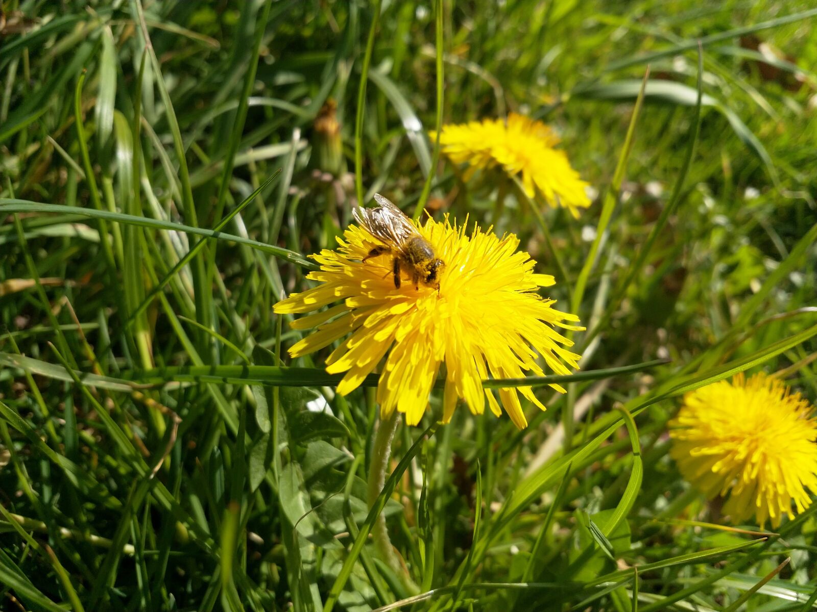 HMD Global Nokia 8 sample photo. Bee, flower, nectar photography
