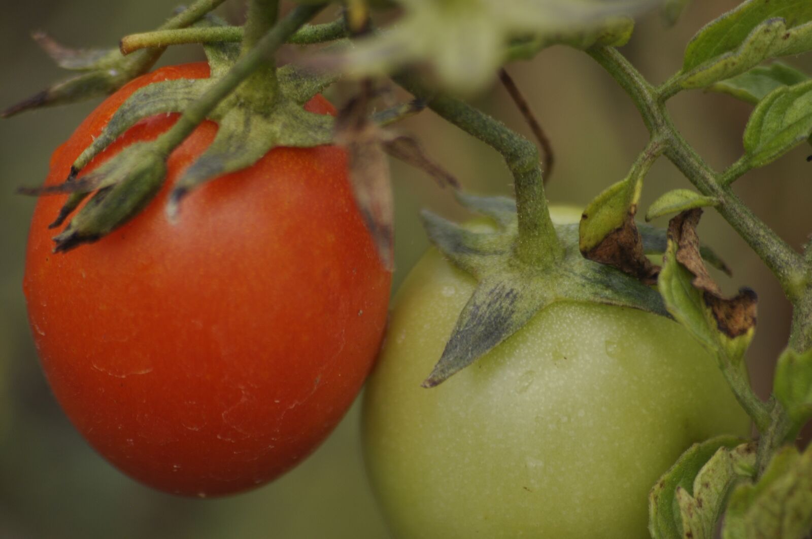 Nikon D90 sample photo. Food, fruit, veg photography