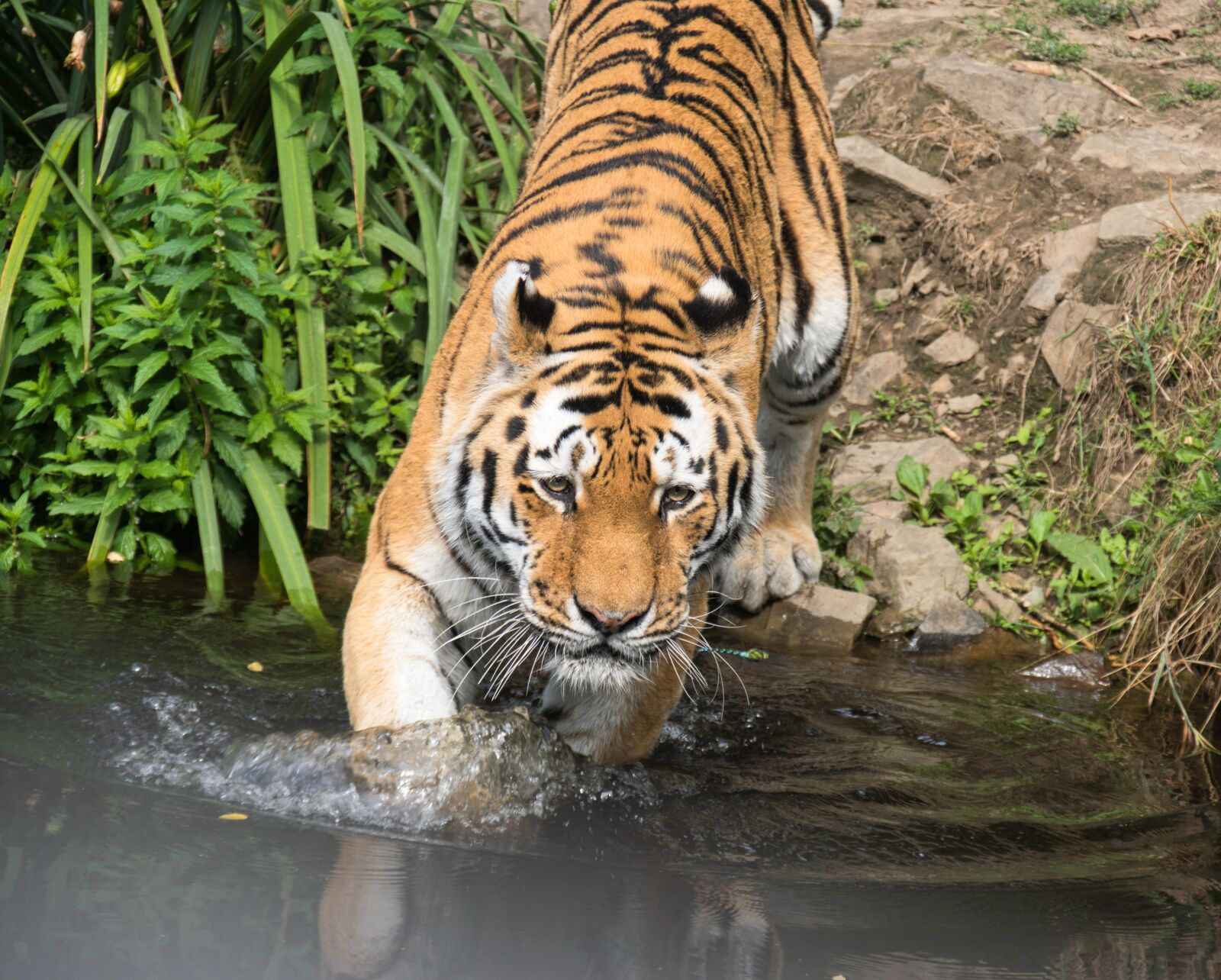 Sony ILCA-77M2 + DT 18-300mm F3.5-6.3 sample photo. Tiger, zoo, big cat photography