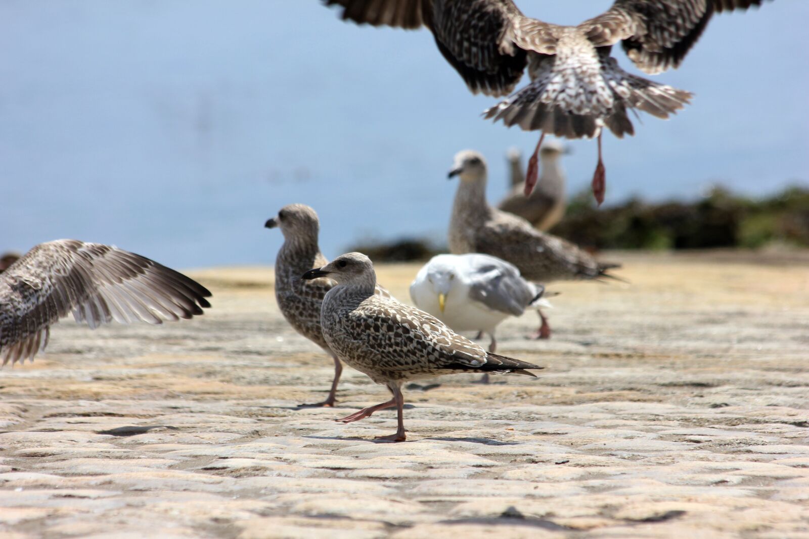 Canon EOS 550D (EOS Rebel T2i / EOS Kiss X4) sample photo. Seagull, sand, sea photography