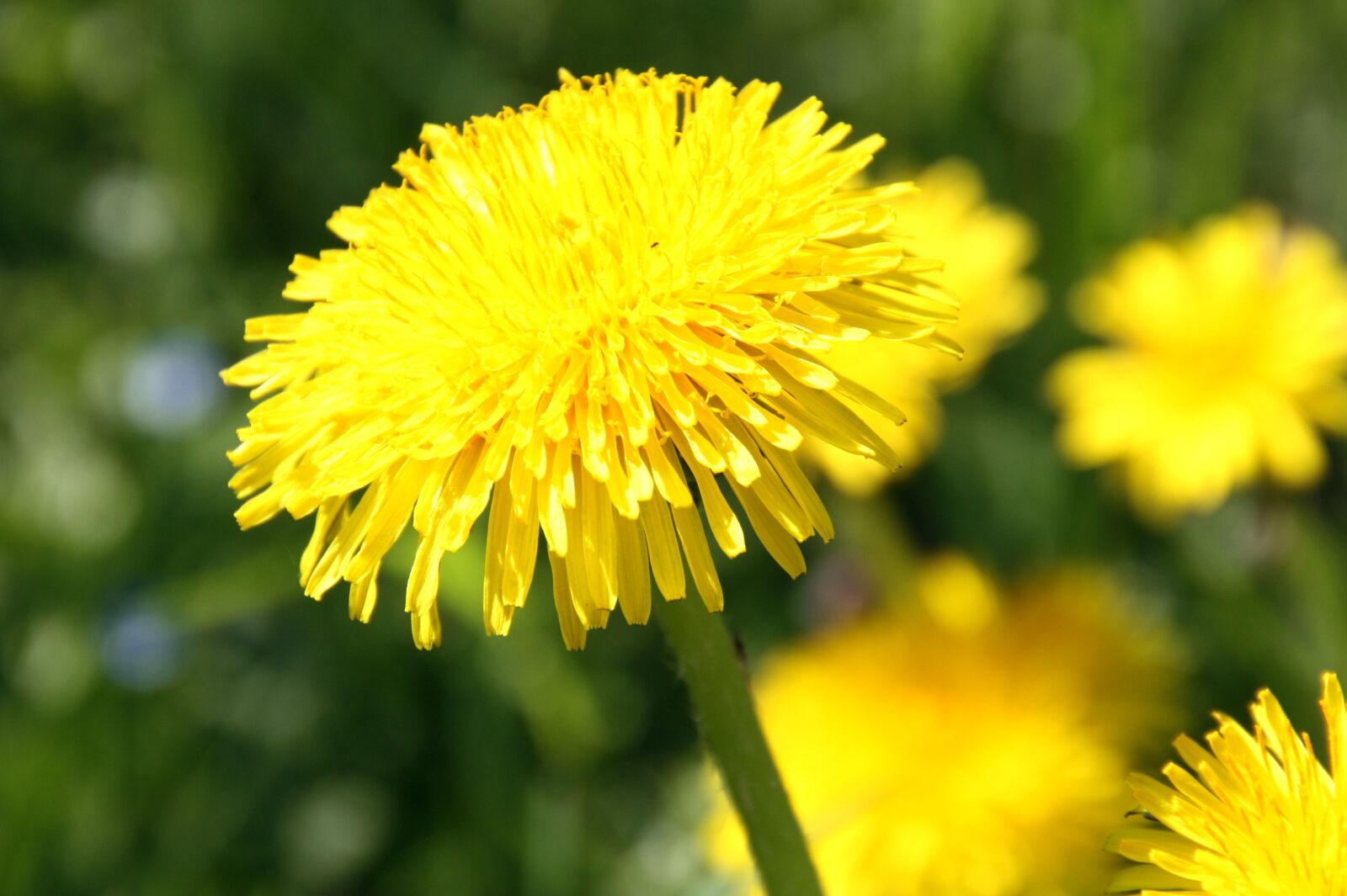 Canon EOS 450D (EOS Rebel XSi / EOS Kiss X2) sample photo. Dandelion, spring, yellow photography