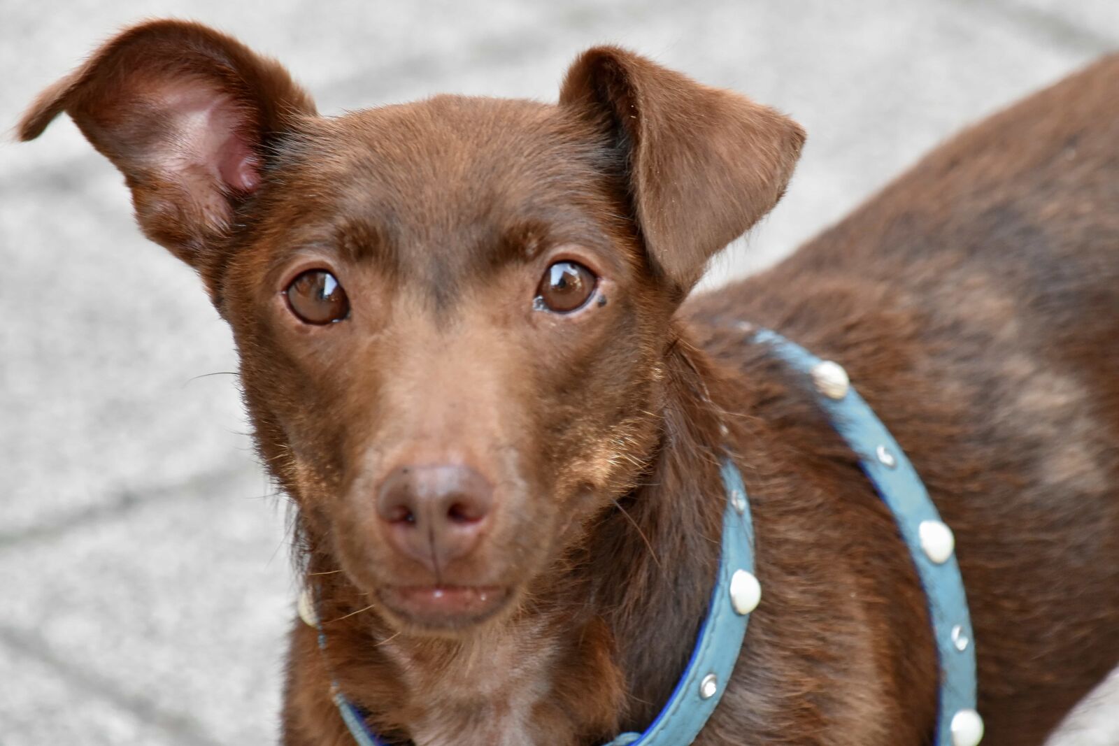 Nikon D5500 sample photo. Brown, curiosity, dog, head photography