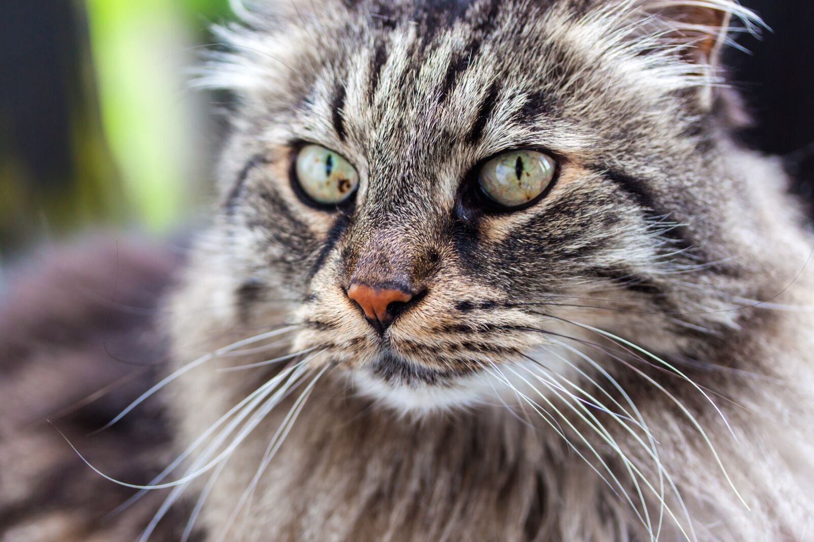 Canon EOS 500D (EOS Rebel T1i / EOS Kiss X3) sample photo. Cat, kitten, pet photography
