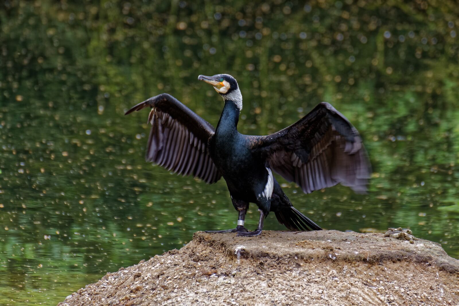 Canon EOS 50D sample photo. Zoo, animal world, animal photography