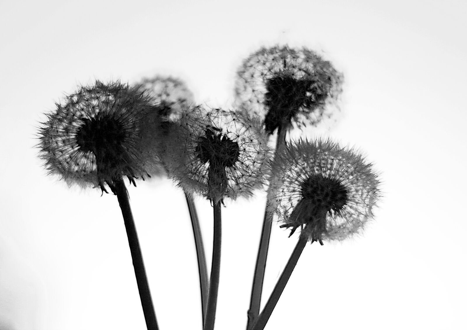 Canon EOS 1200D (EOS Rebel T5 / EOS Kiss X70 / EOS Hi) sample photo. Dandelion, beauty, spring photography