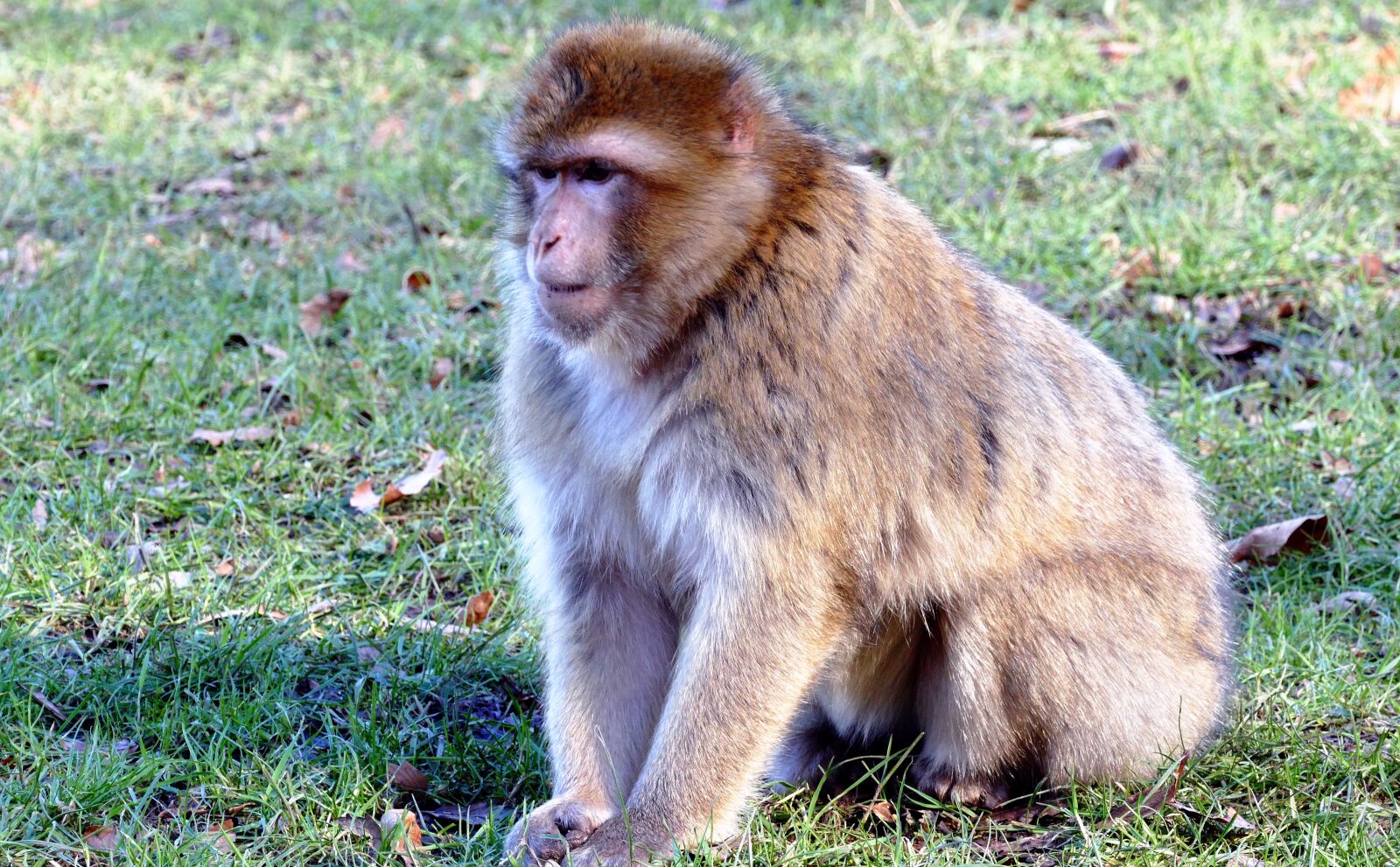 Panasonic Lumix DMC-FZ1000 sample photo. Brown, monkey, on, green photography