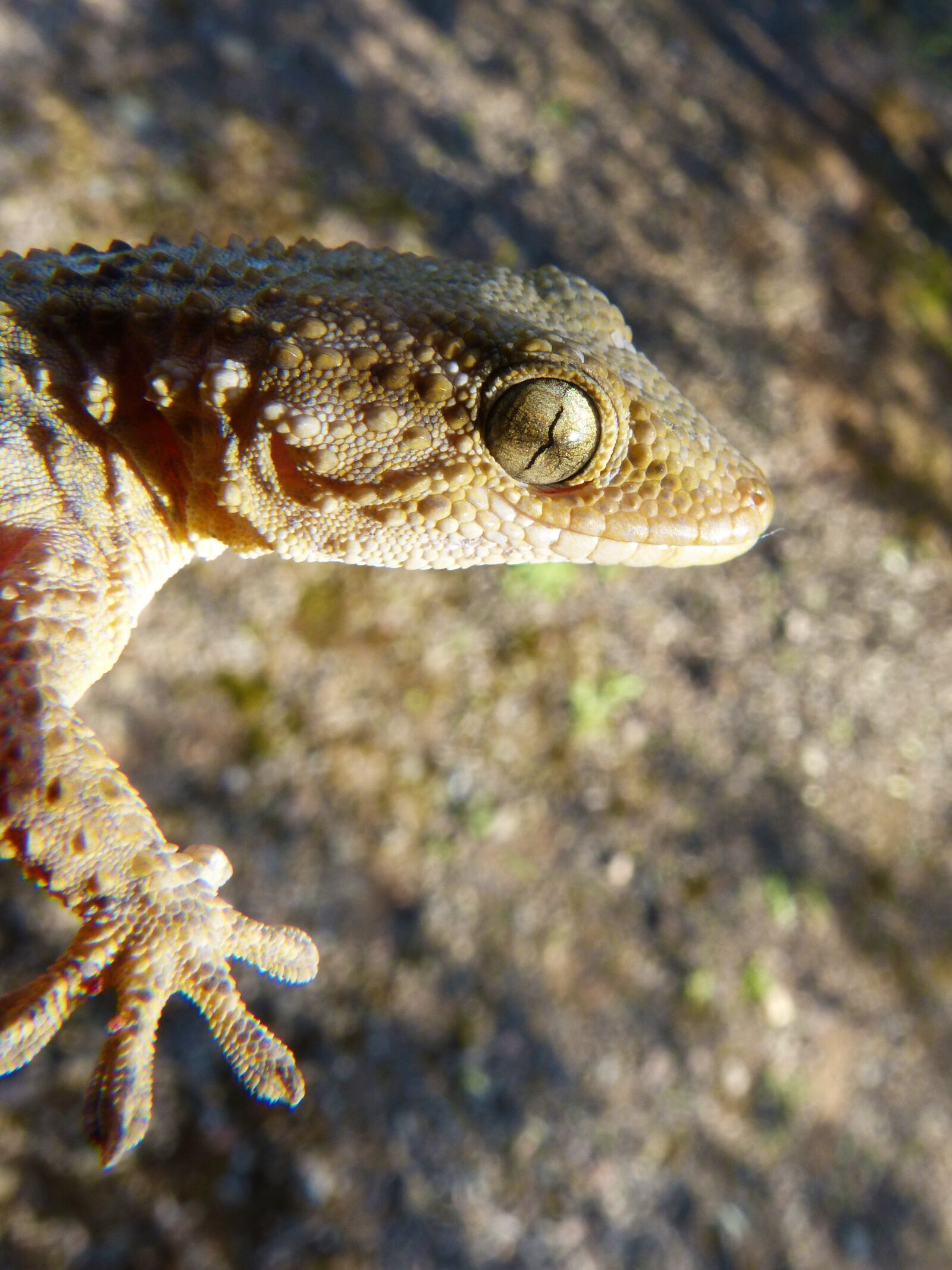 Panasonic DMC-FZ62 sample photo. Gecko, lizard, reptile photography