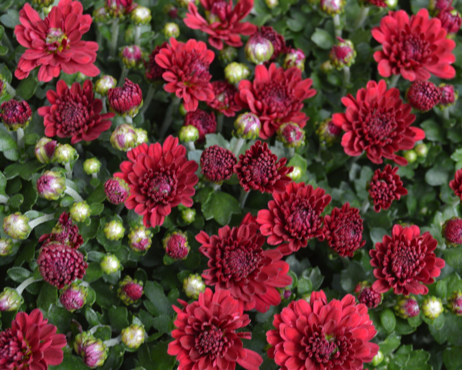 Nikon D3200 sample photo