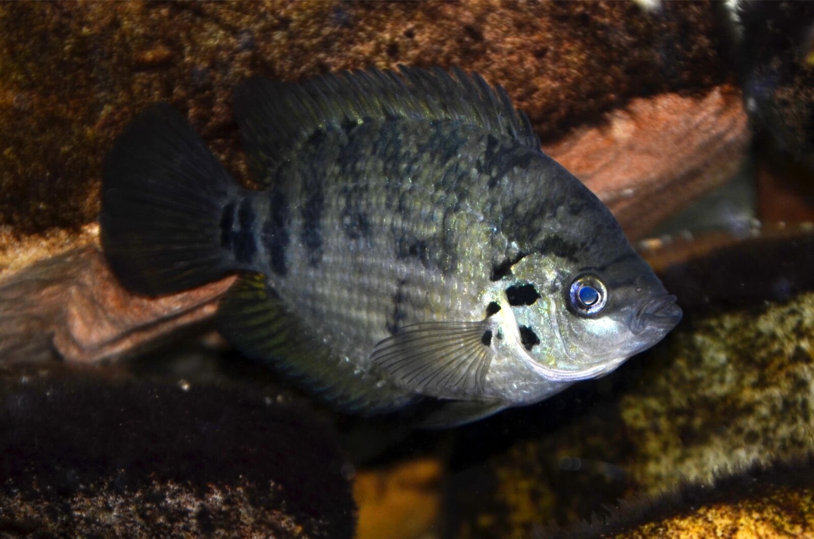 Nikon D5100 sample photo. Archocentrus, centrarchus, colorful gruff photography