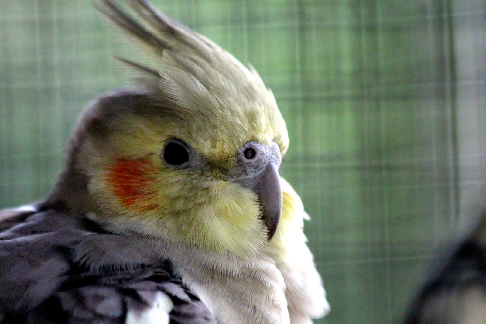 Canon EOS 650D (EOS Rebel T4i / EOS Kiss X6i) sample photo. Corella, nymph, nymphicus hollandicus photography