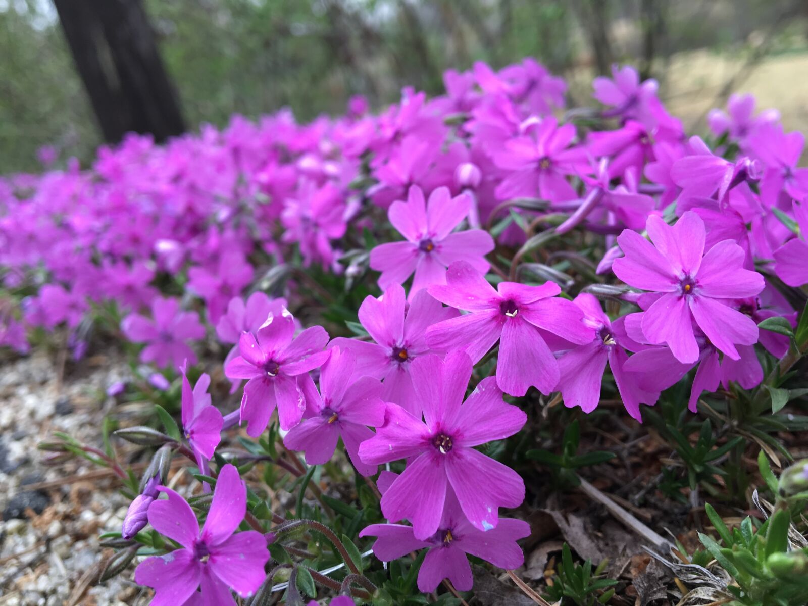 Apple iPhone 6s sample photo. Flowers, spring flowers, plants photography