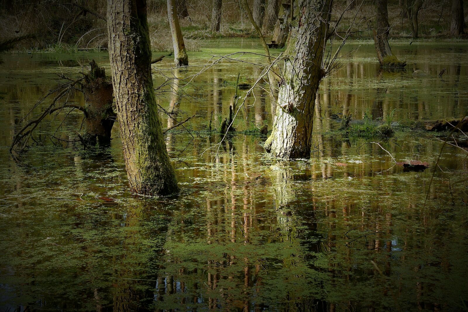 Nikon Coolpix P900 sample photo. Nature, the wave is photography