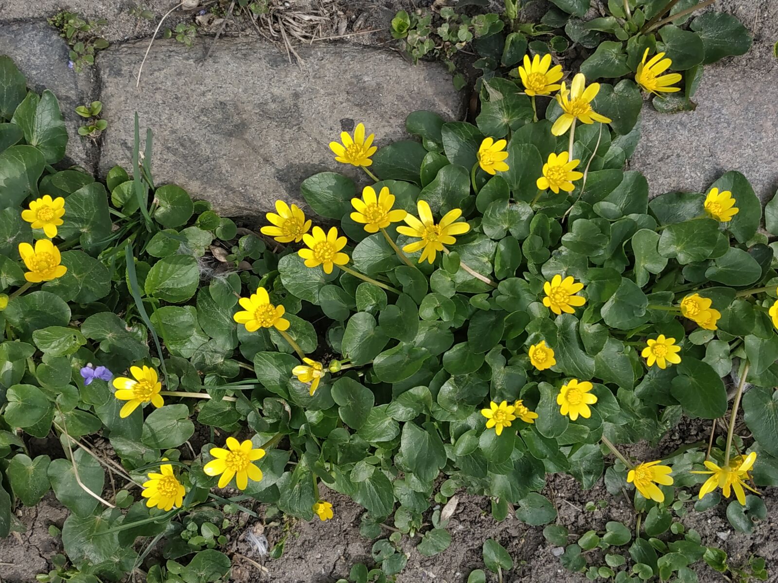 Xiaomi Redmi Note 5 sample photo. Yellow flowers, green grass photography