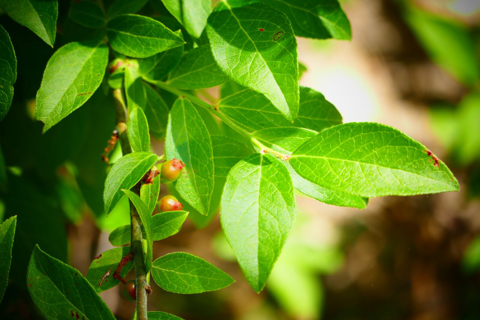 Panasonic Lumix DMC-FZ1000 sample photo. Leaf, sprout, spring photography