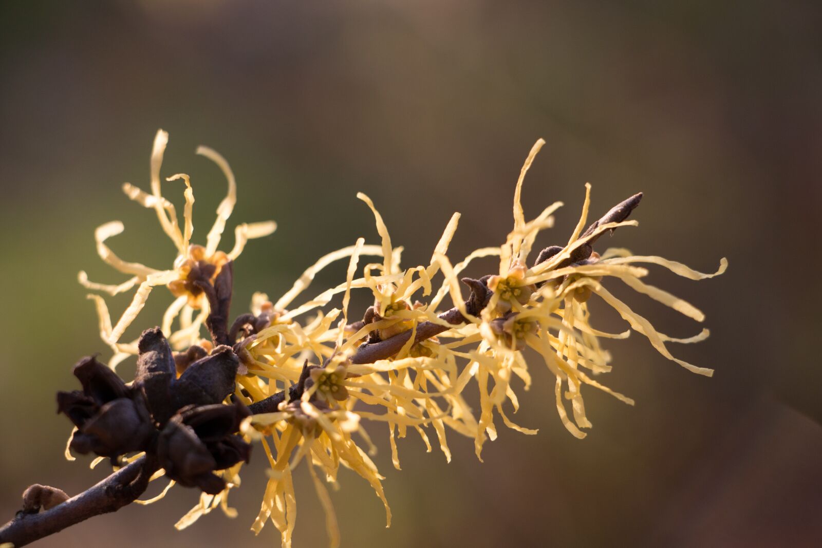 Canon EOS 70D sample photo. Autumn, yellow, fall photography