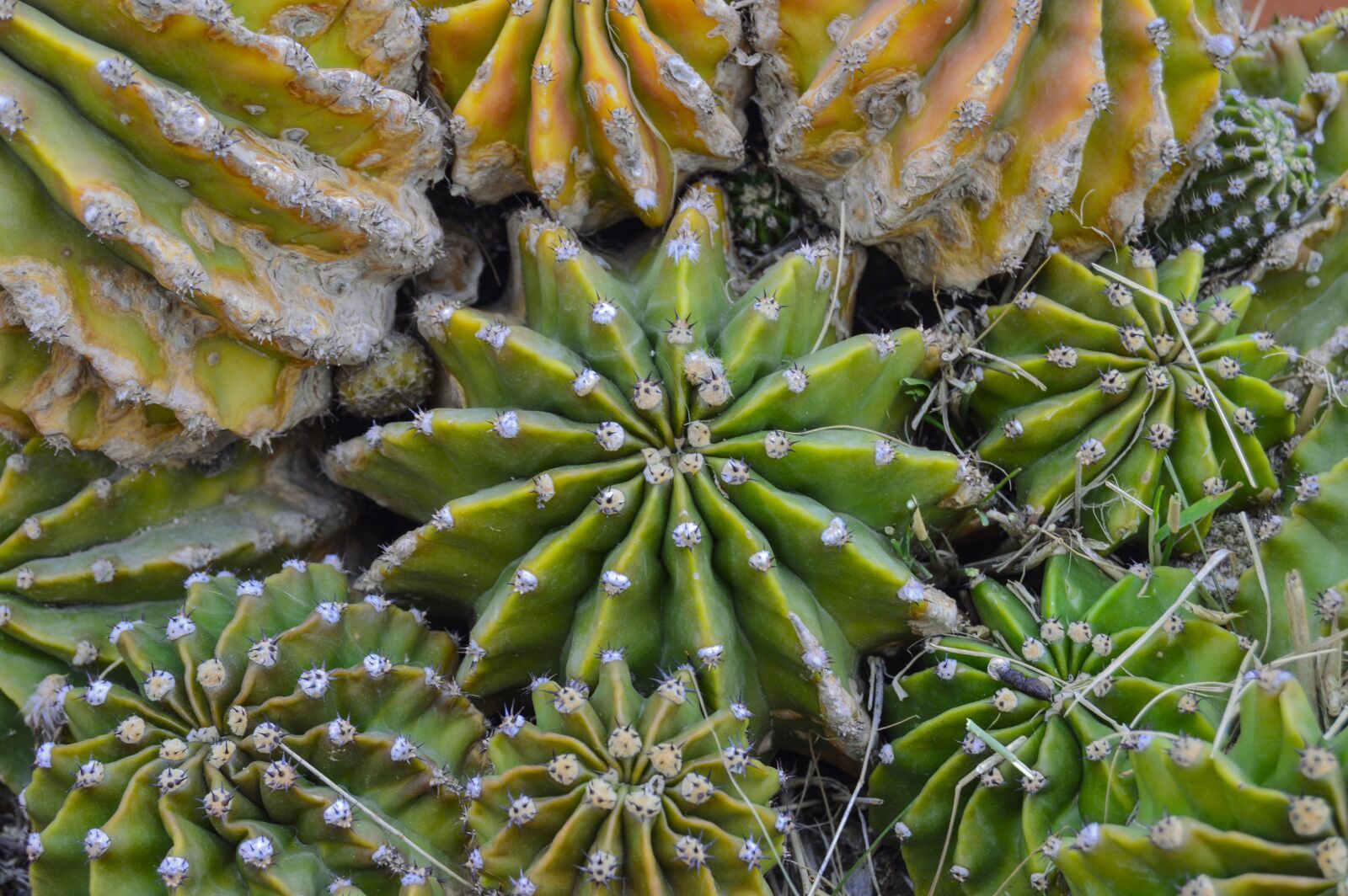 Nikon D3200 sample photo. Cactus, desert plant, thorns photography