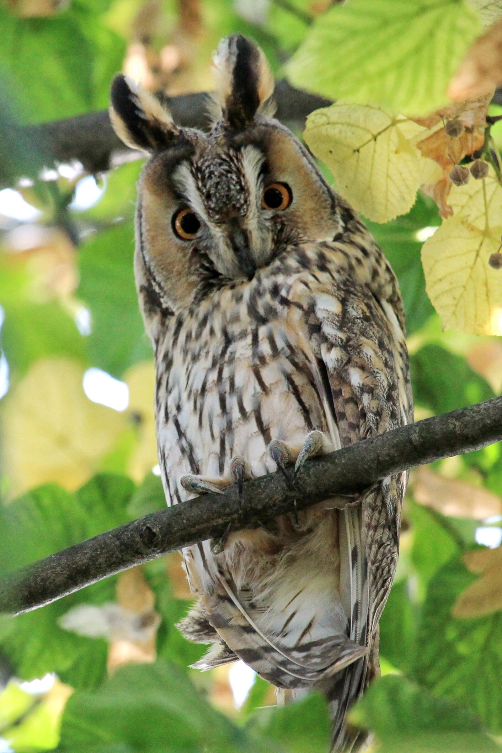 Canon EF-S 55-250mm F4-5.6 IS STM sample photo. Long eared owl, scops-owl photography