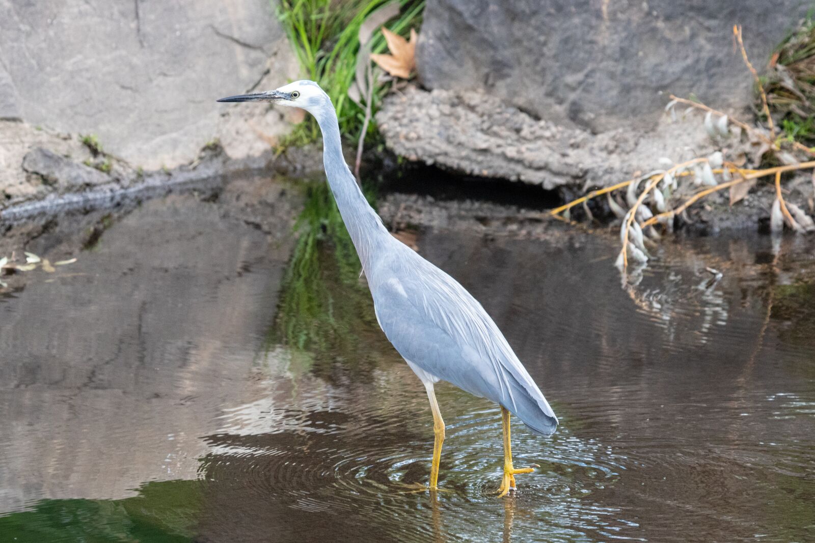 Canon EF 100-400mm F4.5-5.6L IS USM sample photo. Water, nature, bird photography