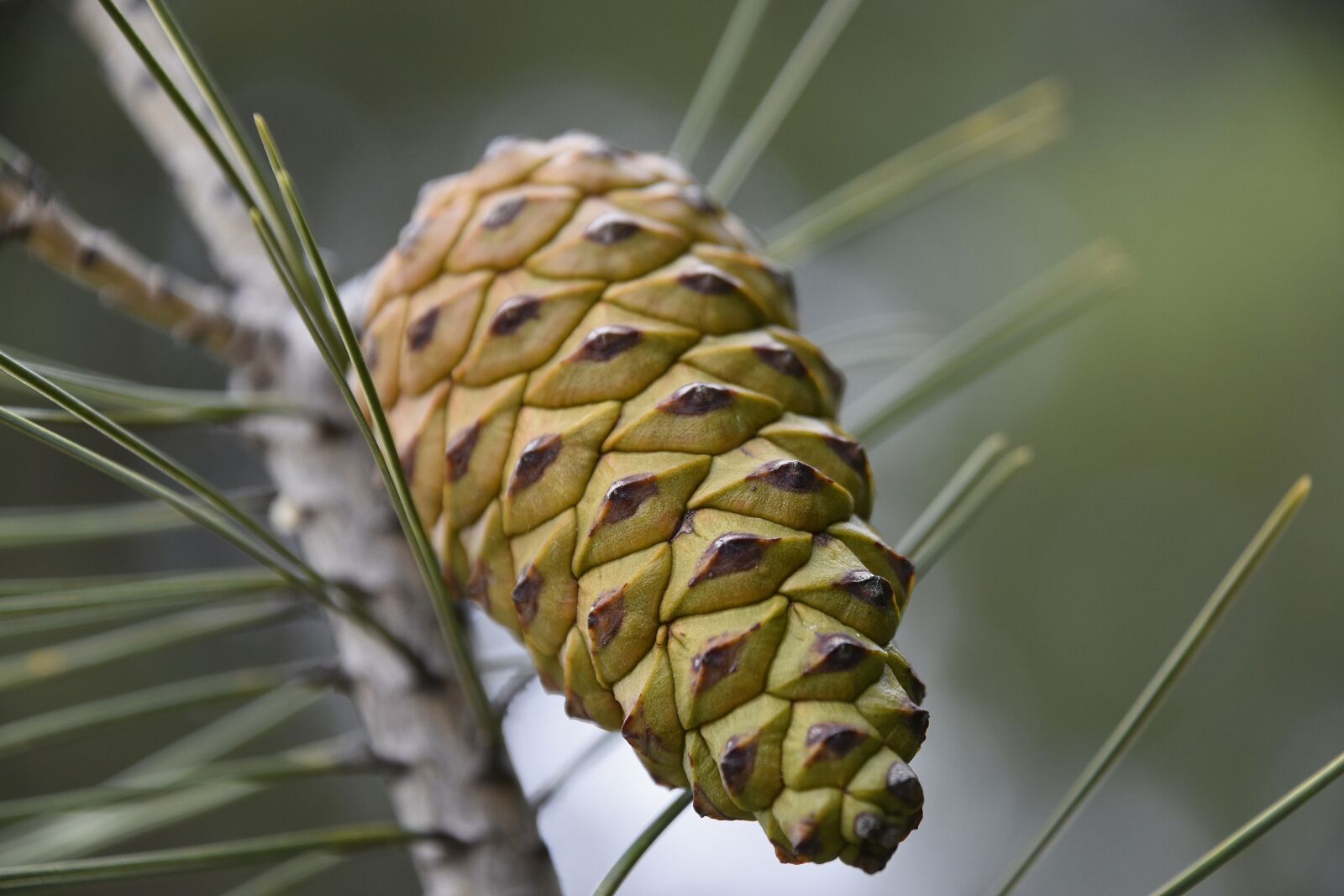 Nikon D7200 sample photo. Nature, plant, tree photography