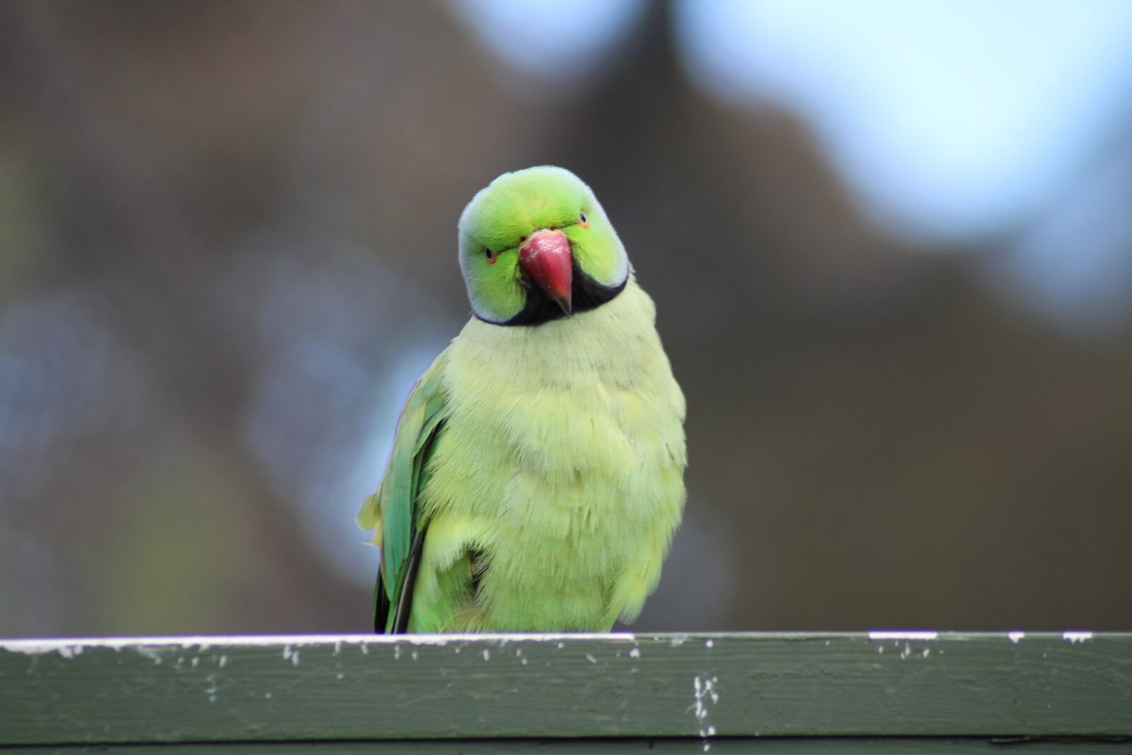 Canon EOS 1300D (EOS Rebel T6 / EOS Kiss X80) sample photo. Parrot, bird, green photography