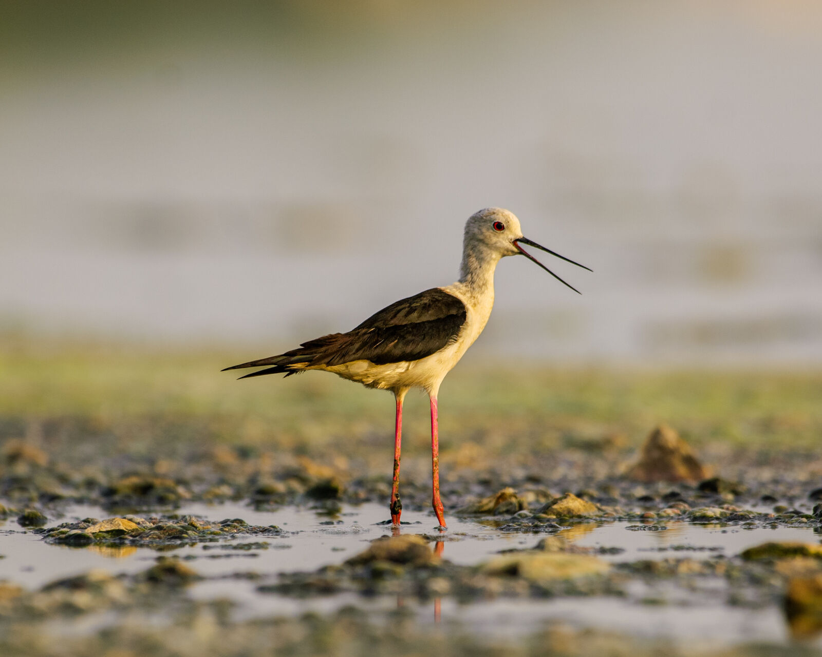 Nikon AF-S Nikkor 400mm F2.8G ED VR II sample photo