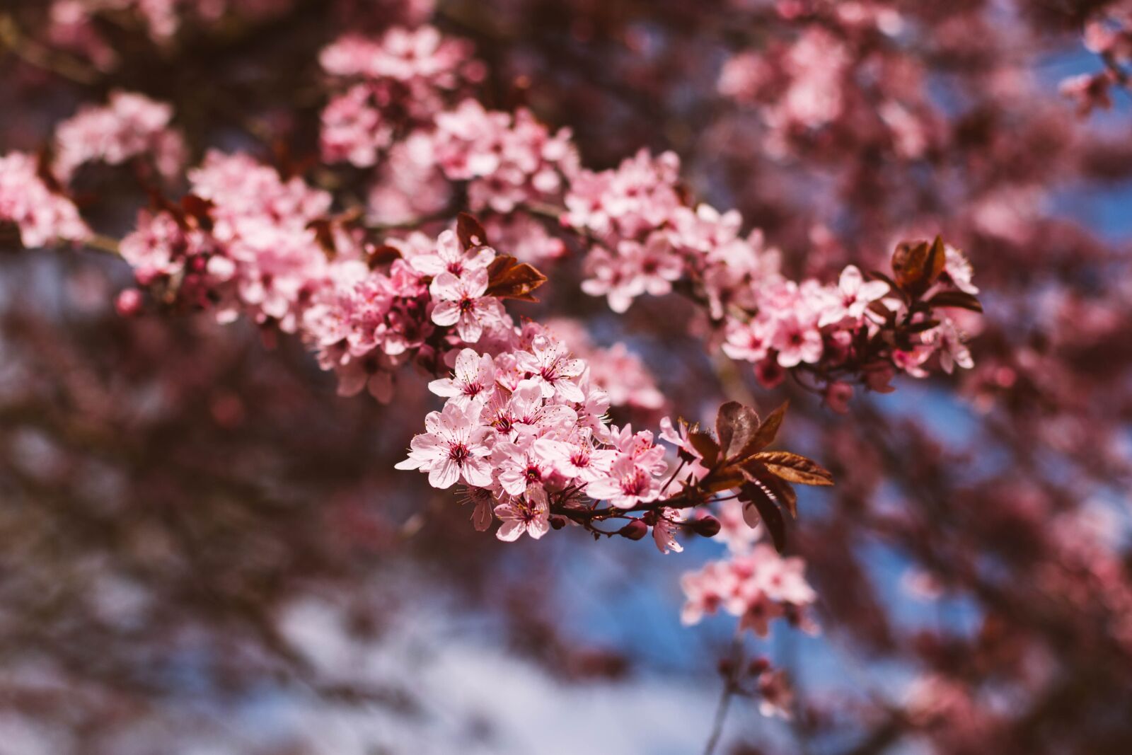 Canon EOS 70D + Canon EF 50mm F1.4 USM sample photo. Blooming, blossom, spring photography