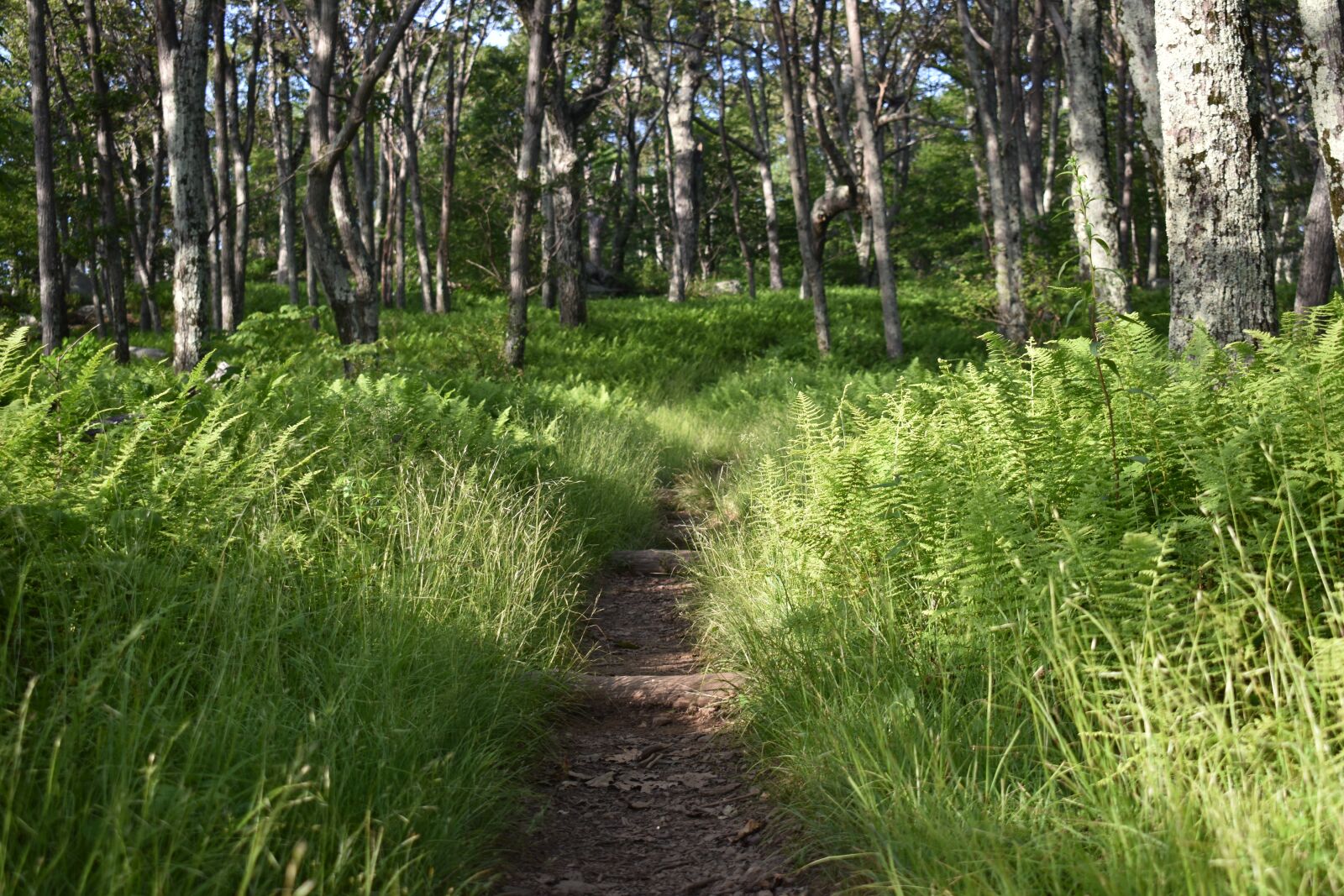 Nikon D3400 sample photo. Trail, hike, boots photography