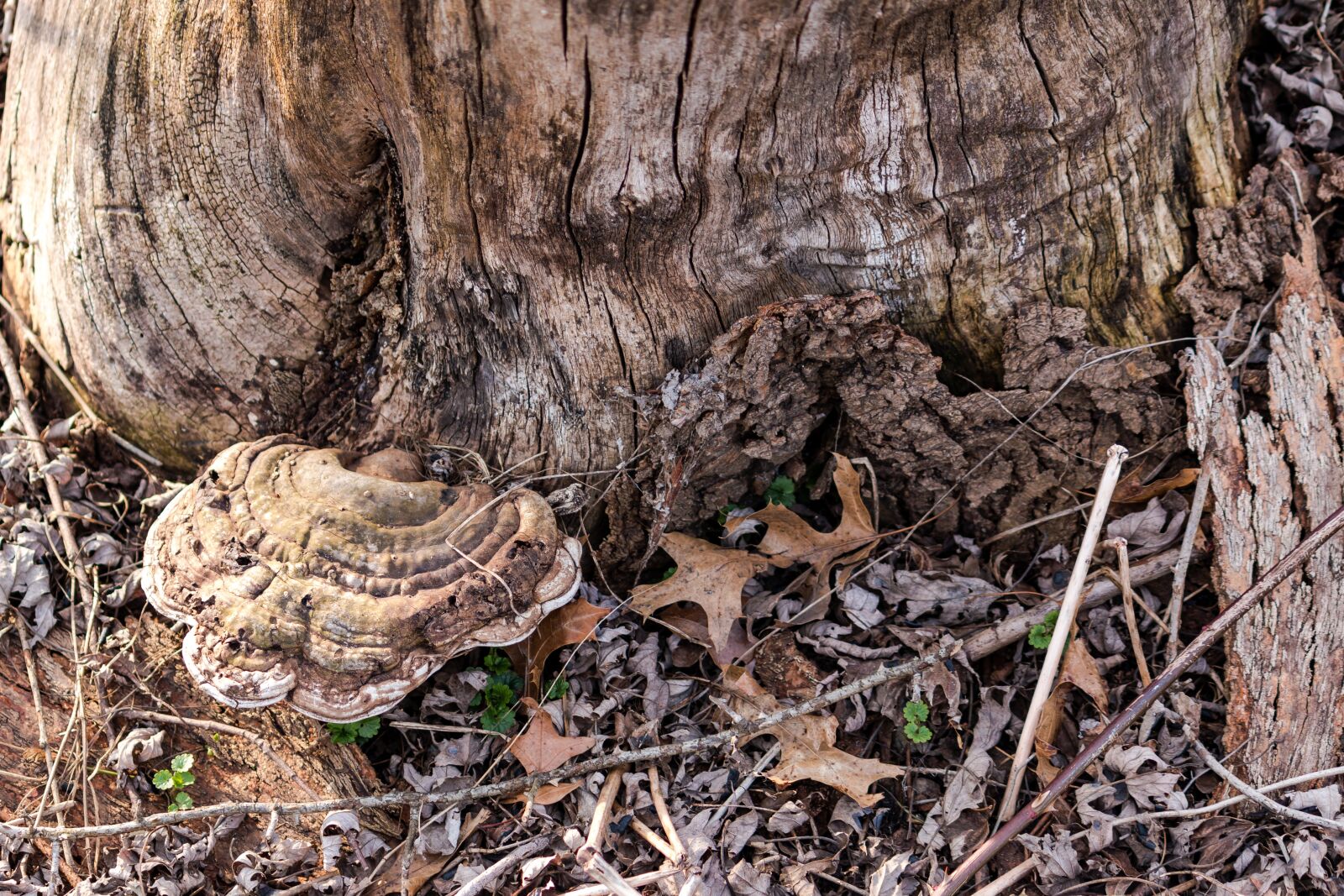 Canon EF-S 55-250mm F4-5.6 IS sample photo. Mushroom, nature, brown photography