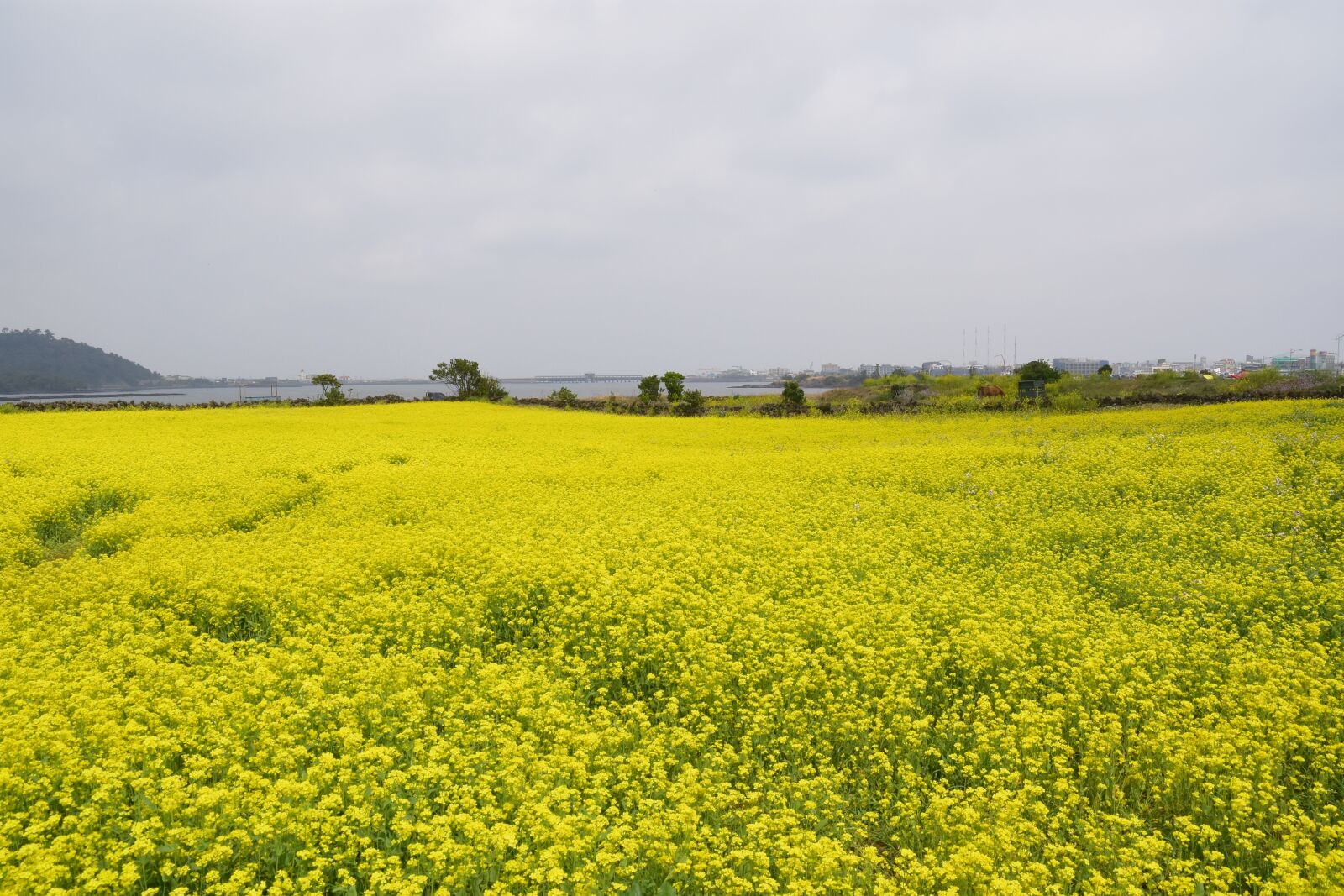 Nikon D7200 sample photo. Rape flowers, rapeseed, jeju photography
