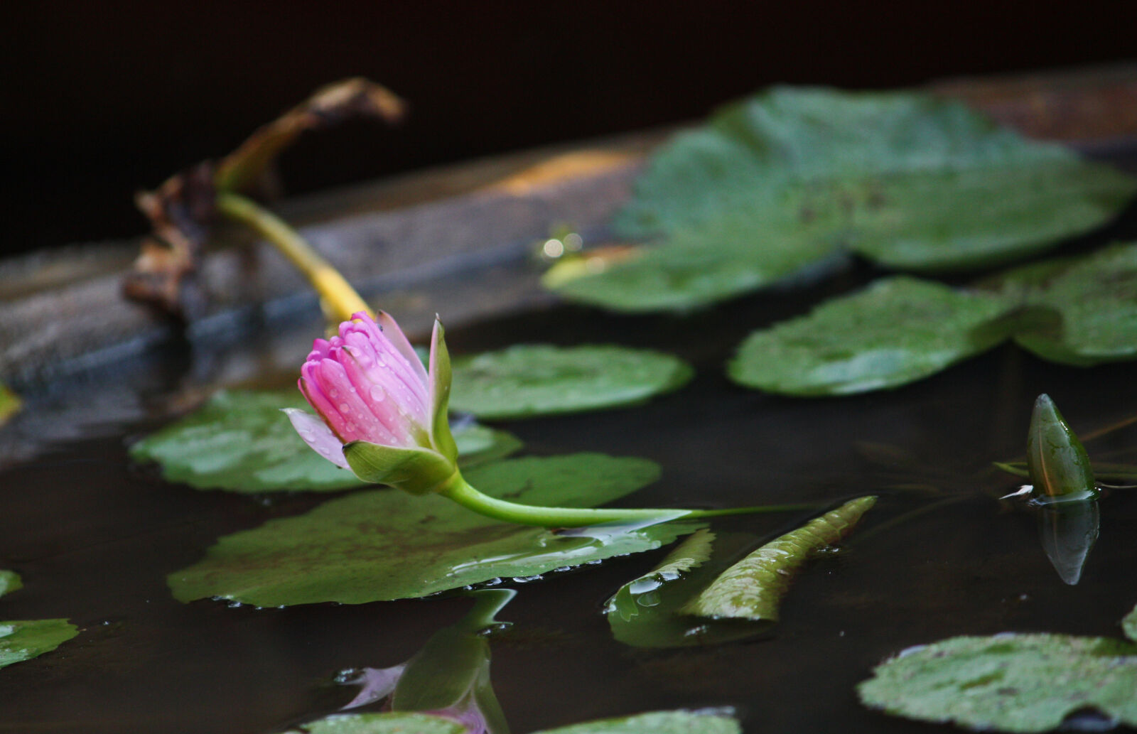 Canon EF-S 55-250mm F4-5.6 IS sample photo. Flowers, macro, photo, water photography