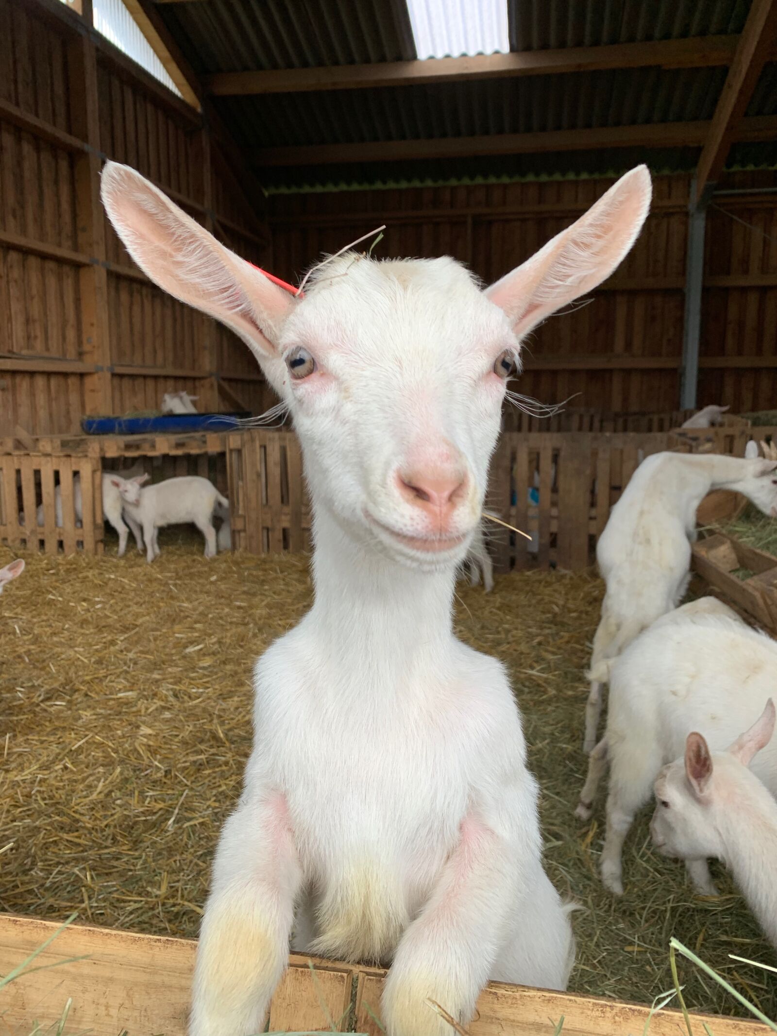 Apple iPhone XS sample photo. Goat, goat farm, farm photography