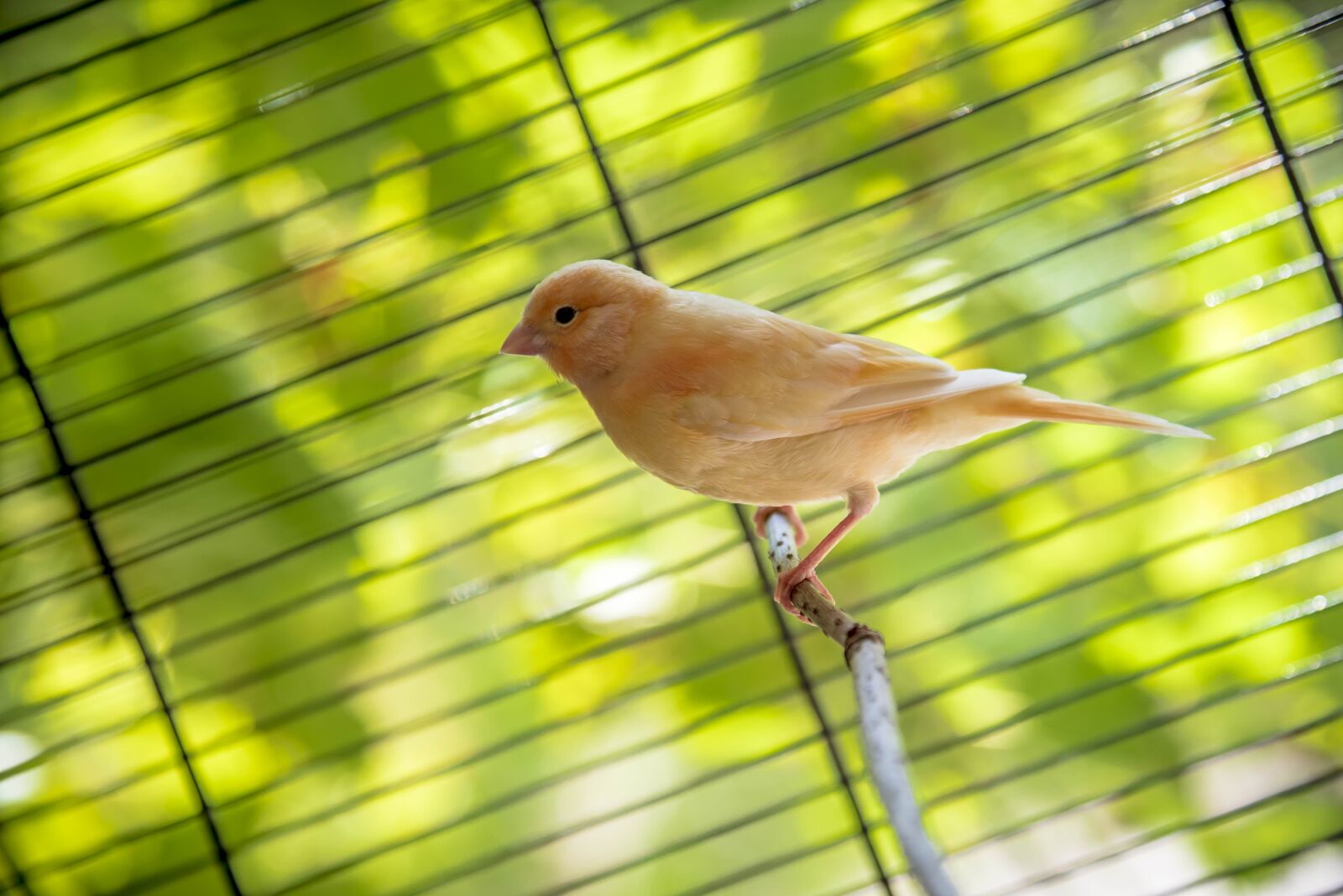 Nikon D750 sample photo. Bird, canary, animal photography