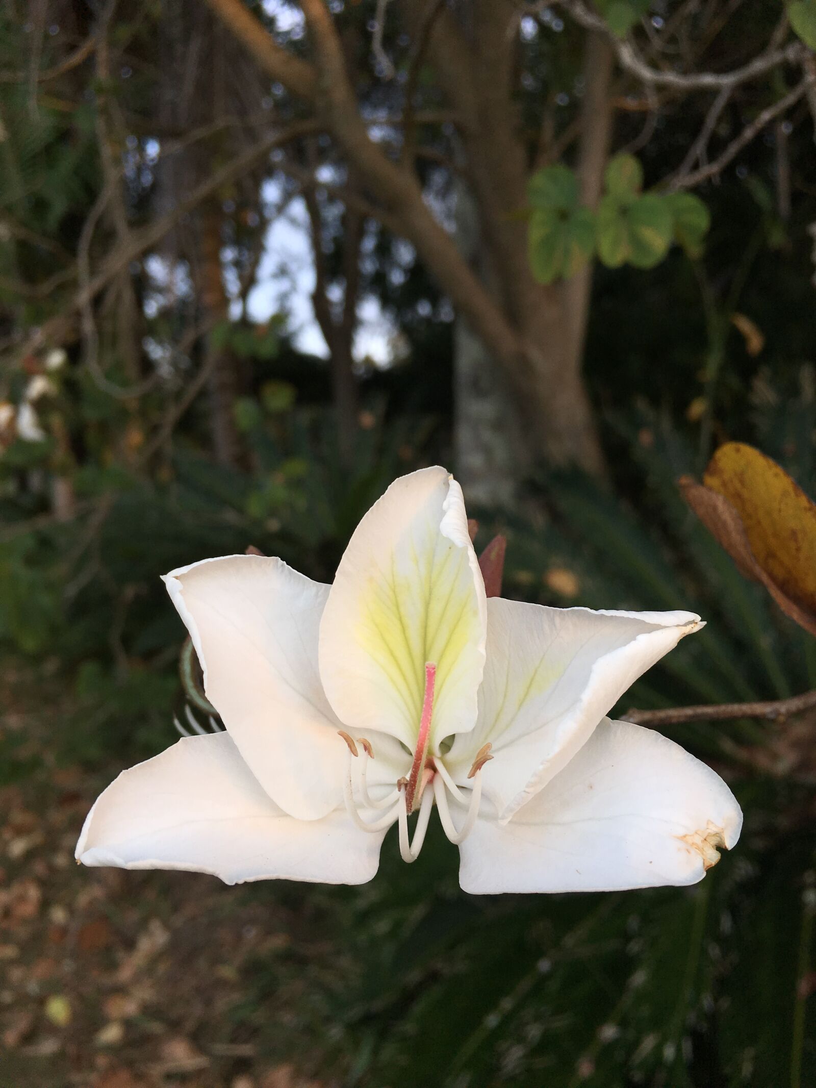 Apple iPhone 6s sample photo. Bauhinia, white, spring photography