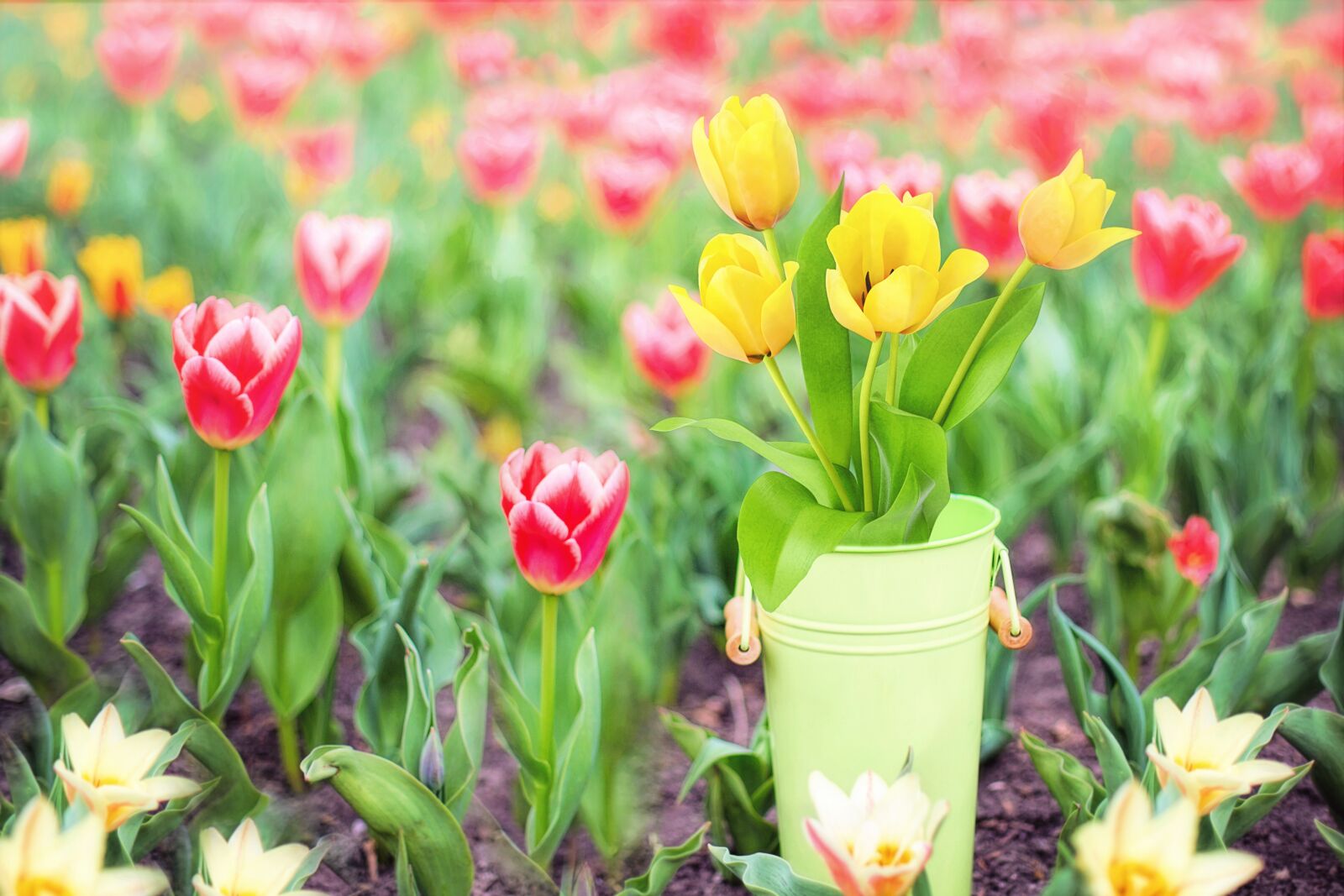 Canon EF 50mm F1.4 USM sample photo. Spring flowers, yellow, tulips photography