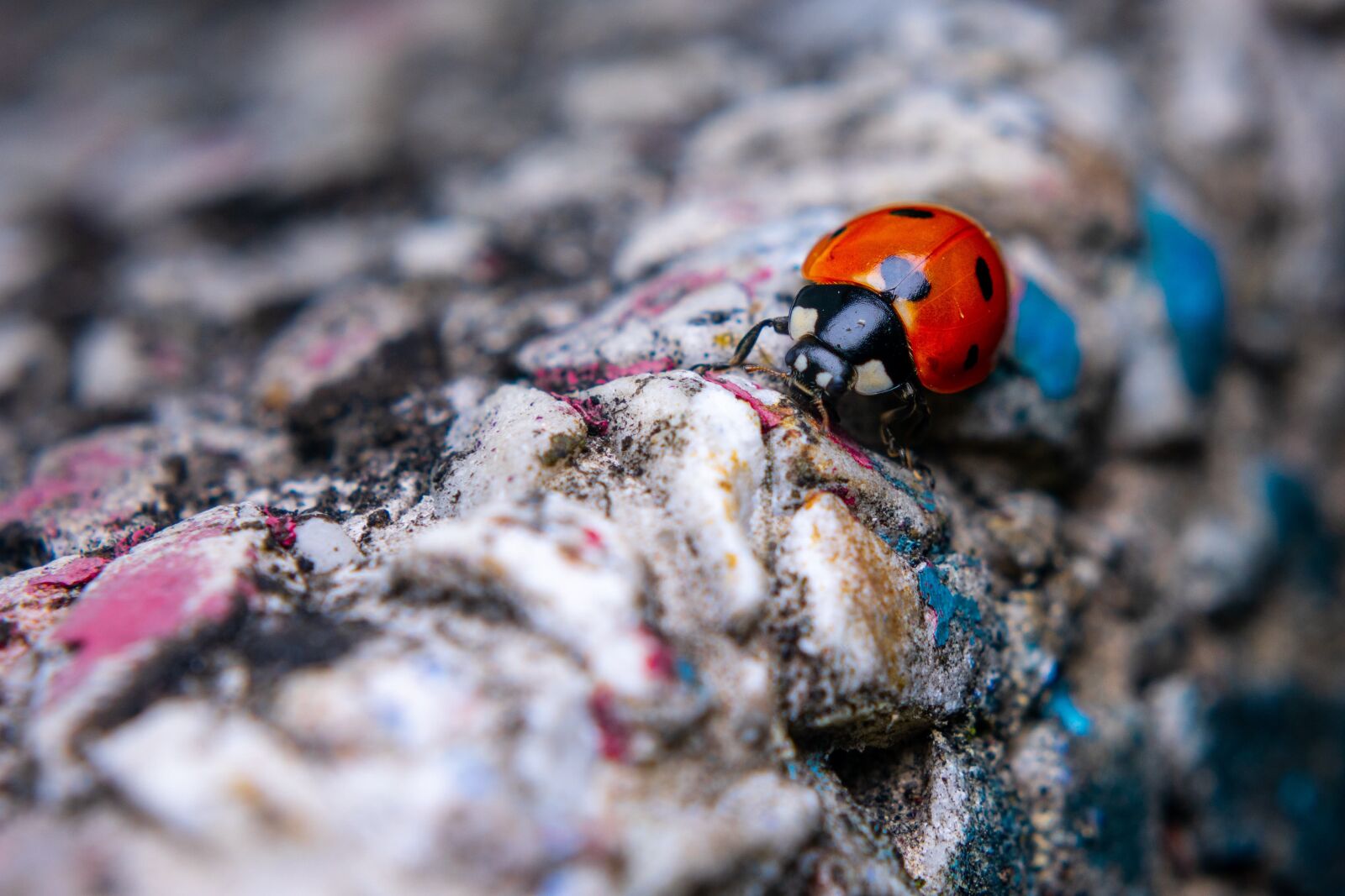 Nikon D3400 sample photo. Macro, ladybug, insect photography