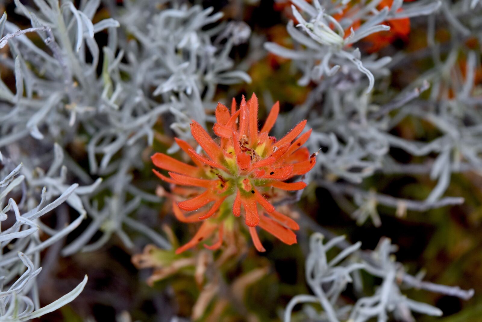 Nikon D7200 sample photo. Wildflower, indian paintbrush, bloom photography