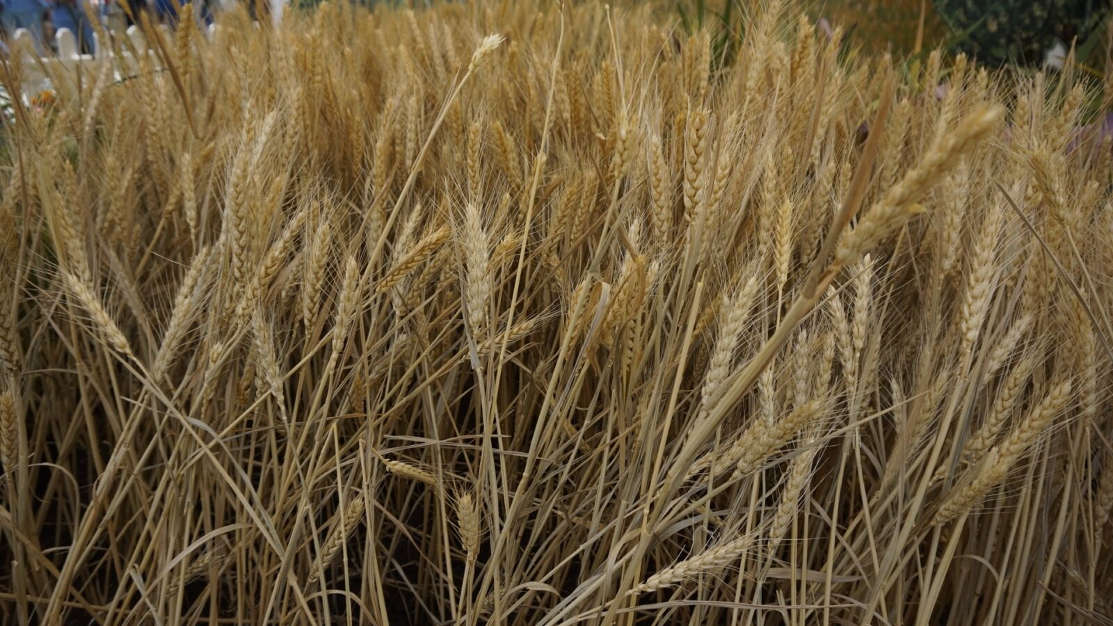 Sony Alpha a5000 (ILCE 5000) sample photo. Straw, gold, wheat photography