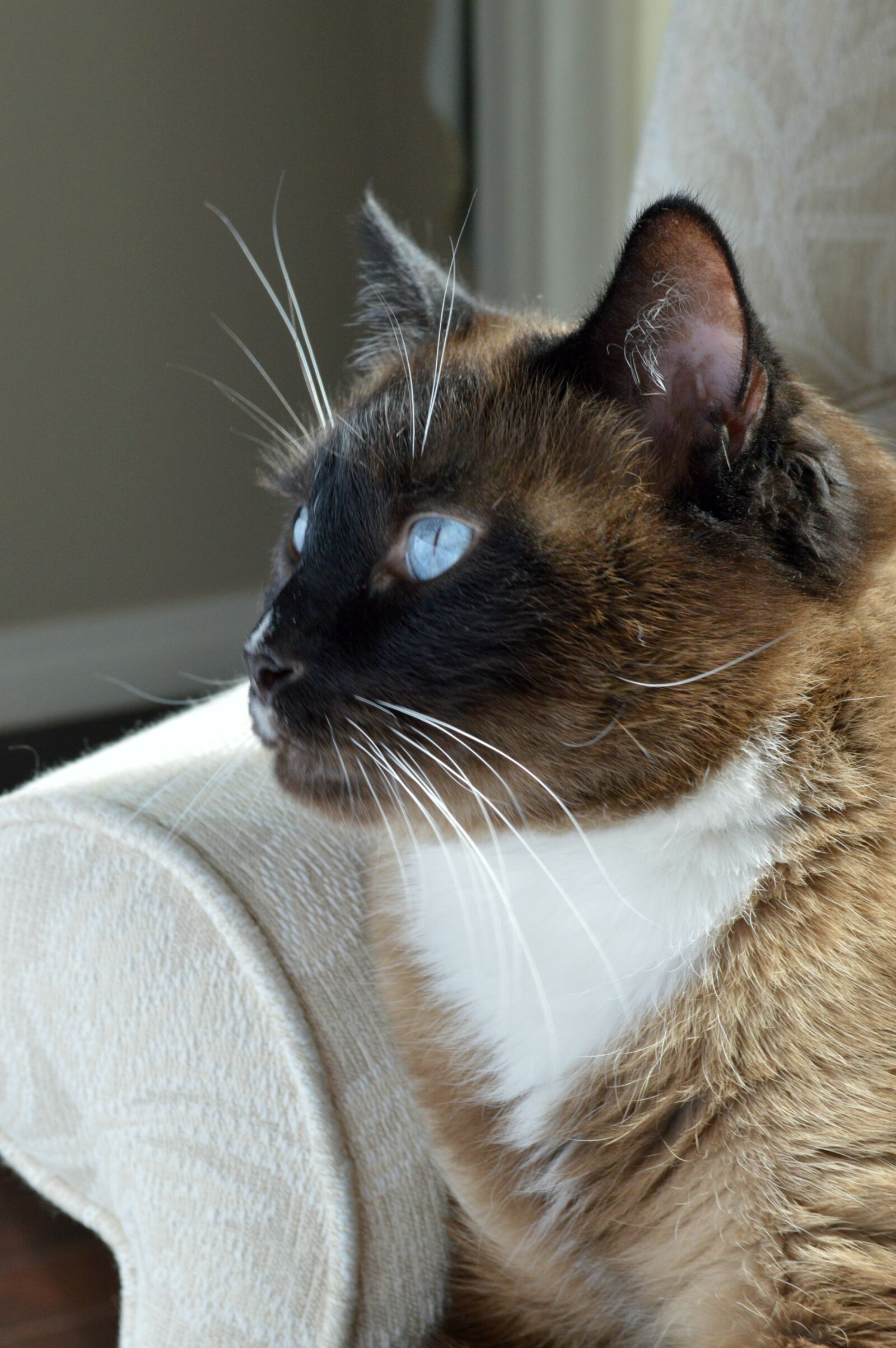 Nikon D3200 sample photo. Cat, snowshoe siamese, siamese photography