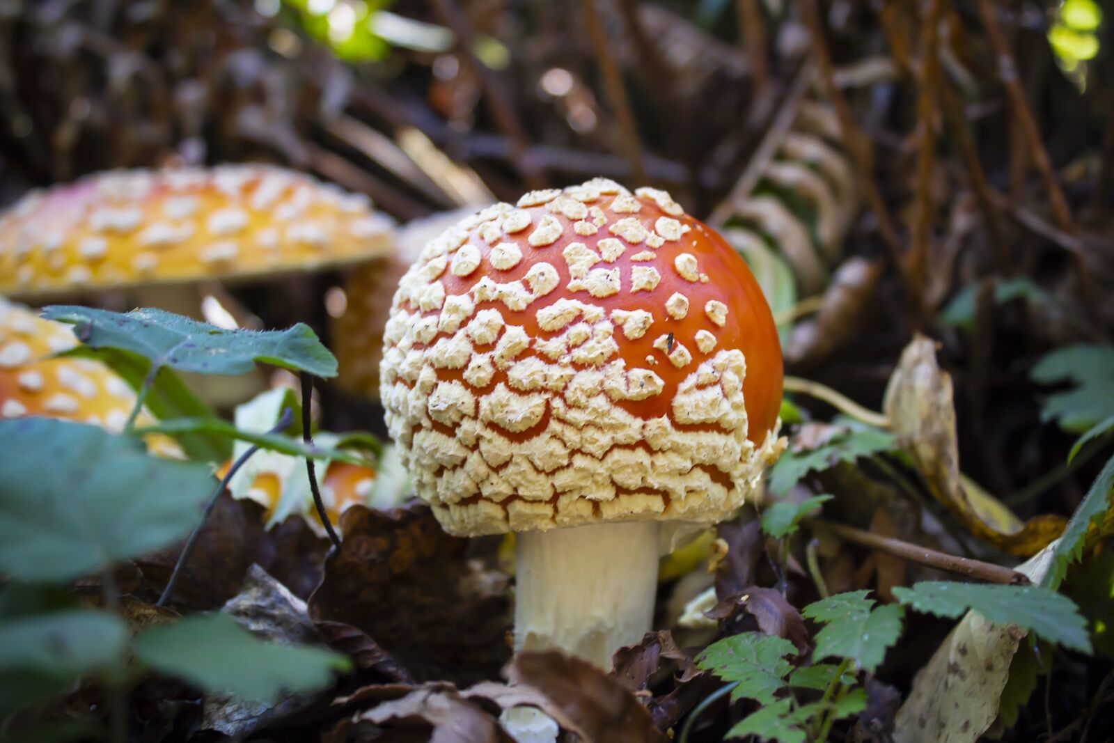 Canon EOS 1200D (EOS Rebel T5 / EOS Kiss X70 / EOS Hi) sample photo. Mushroom, nature, amanita photography