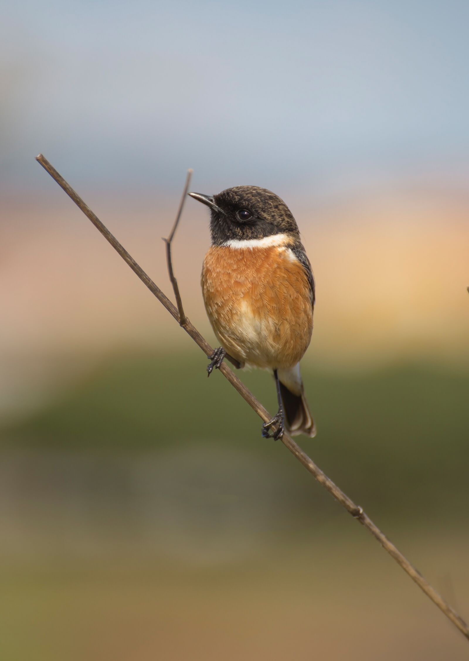 Canon EOS 6D sample photo. Bird, ave, feathers photography