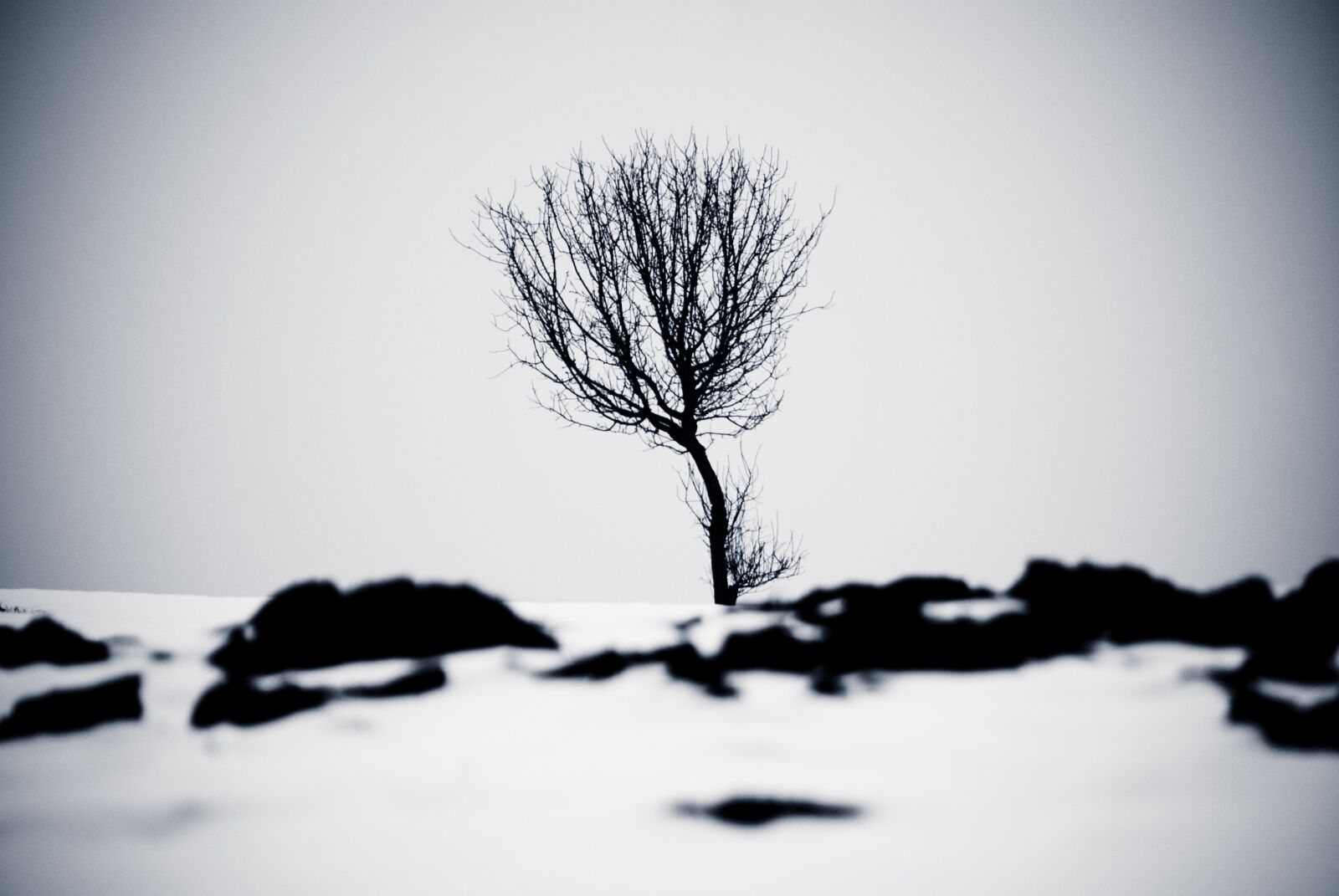 Nikon D80 sample photo. Winter, sw, tree photography