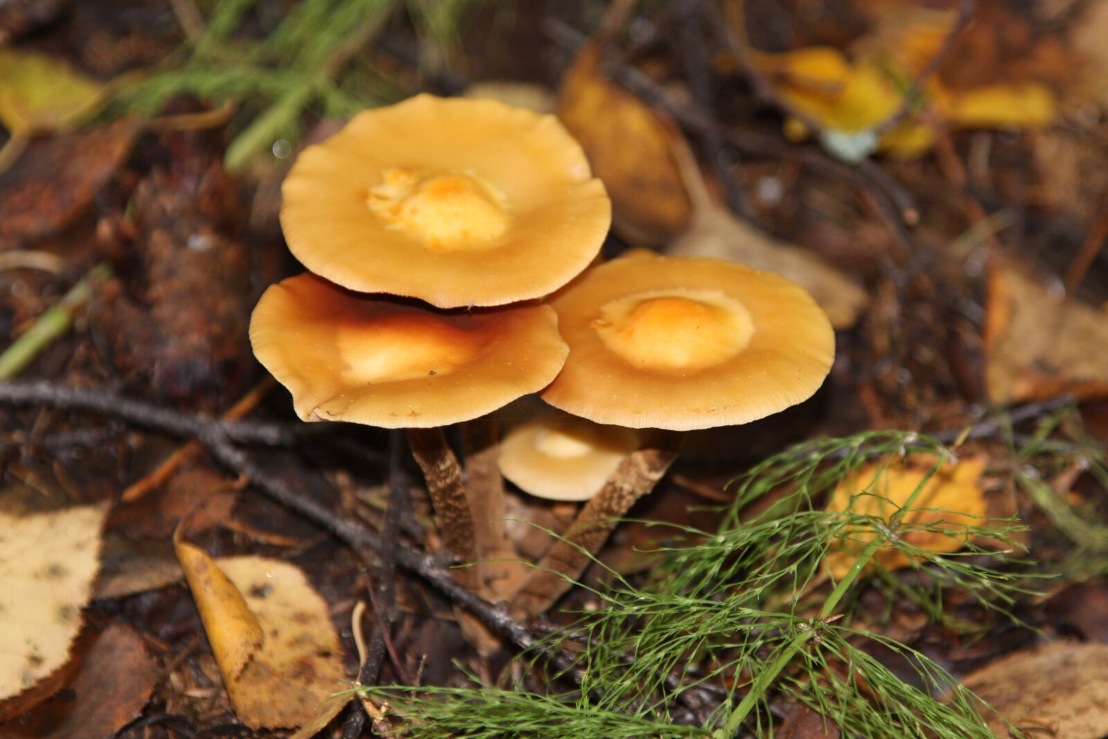 Canon EOS 50D sample photo. Mushroom, nature, picnic photography