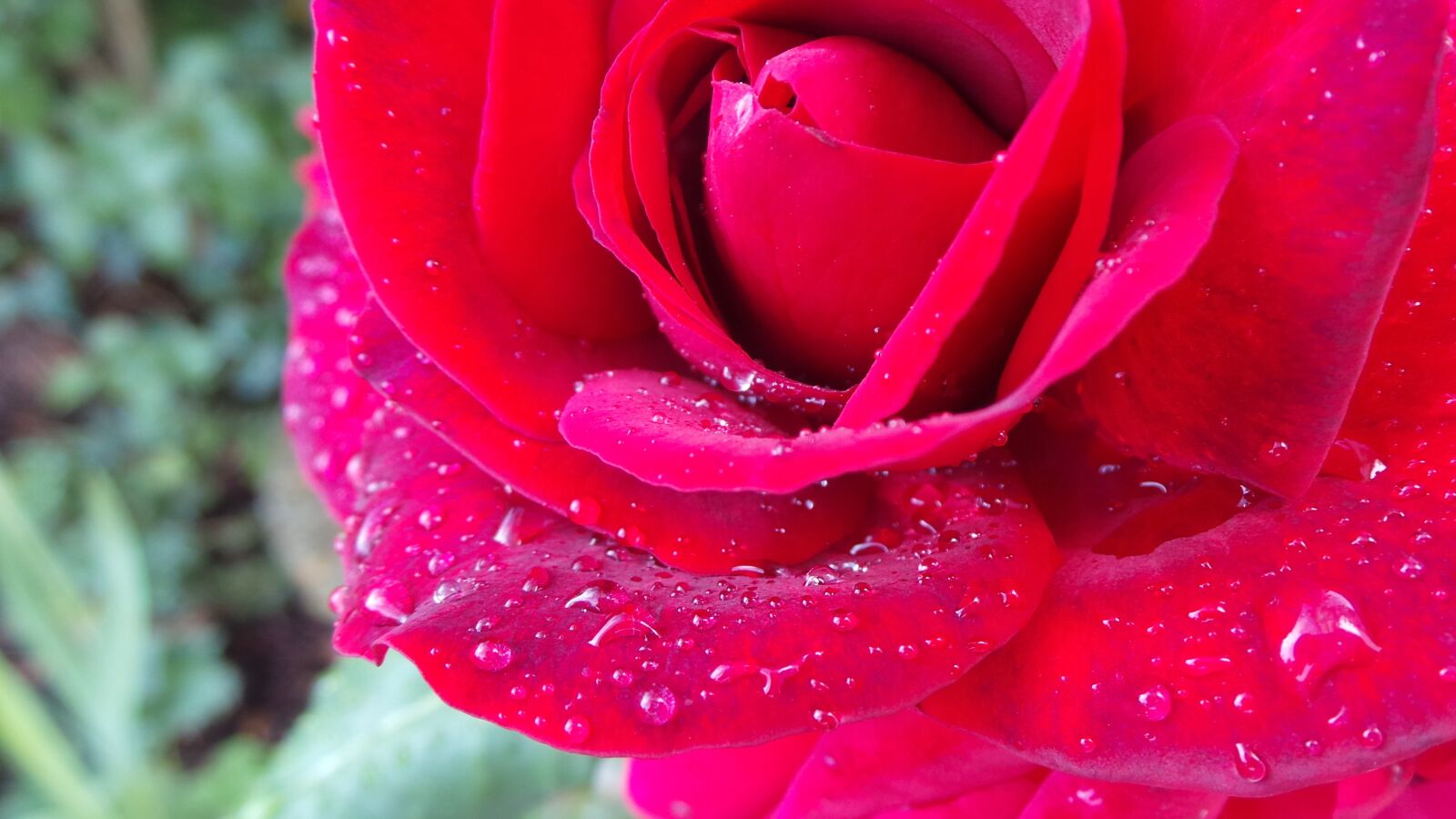 Samsung Galaxy Camera (Wi-Fi) sample photo. Red, rose, dew photography